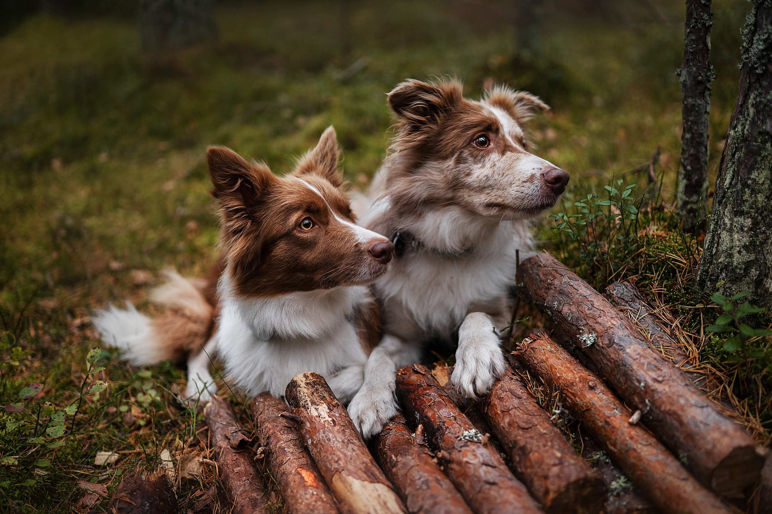 Прогулочная съемка. Фотограф-анималист Виктория Симонова. СПб
