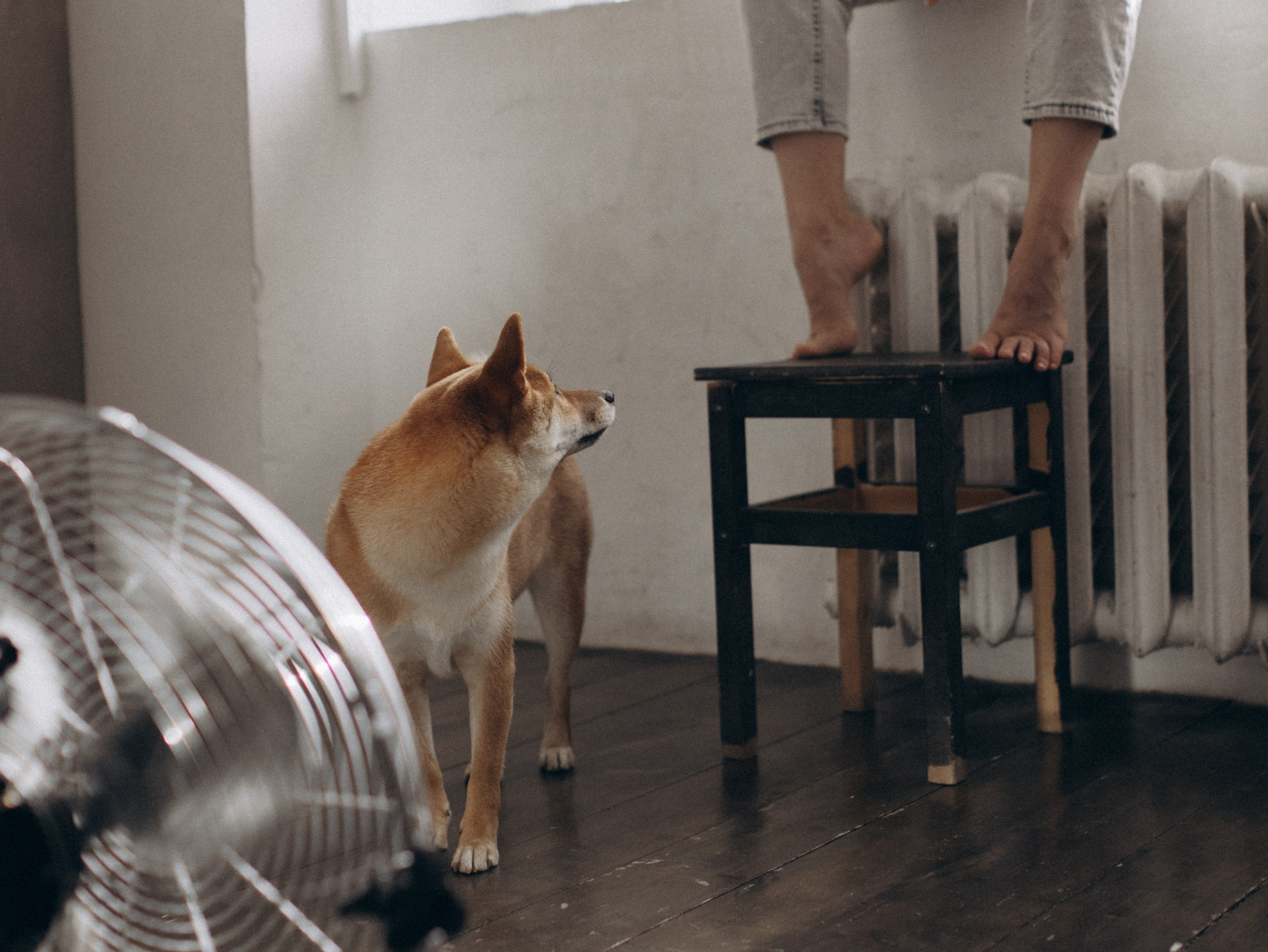 Мика и Настя. Фотограф-анималист в Москве Кириллова Татьяна