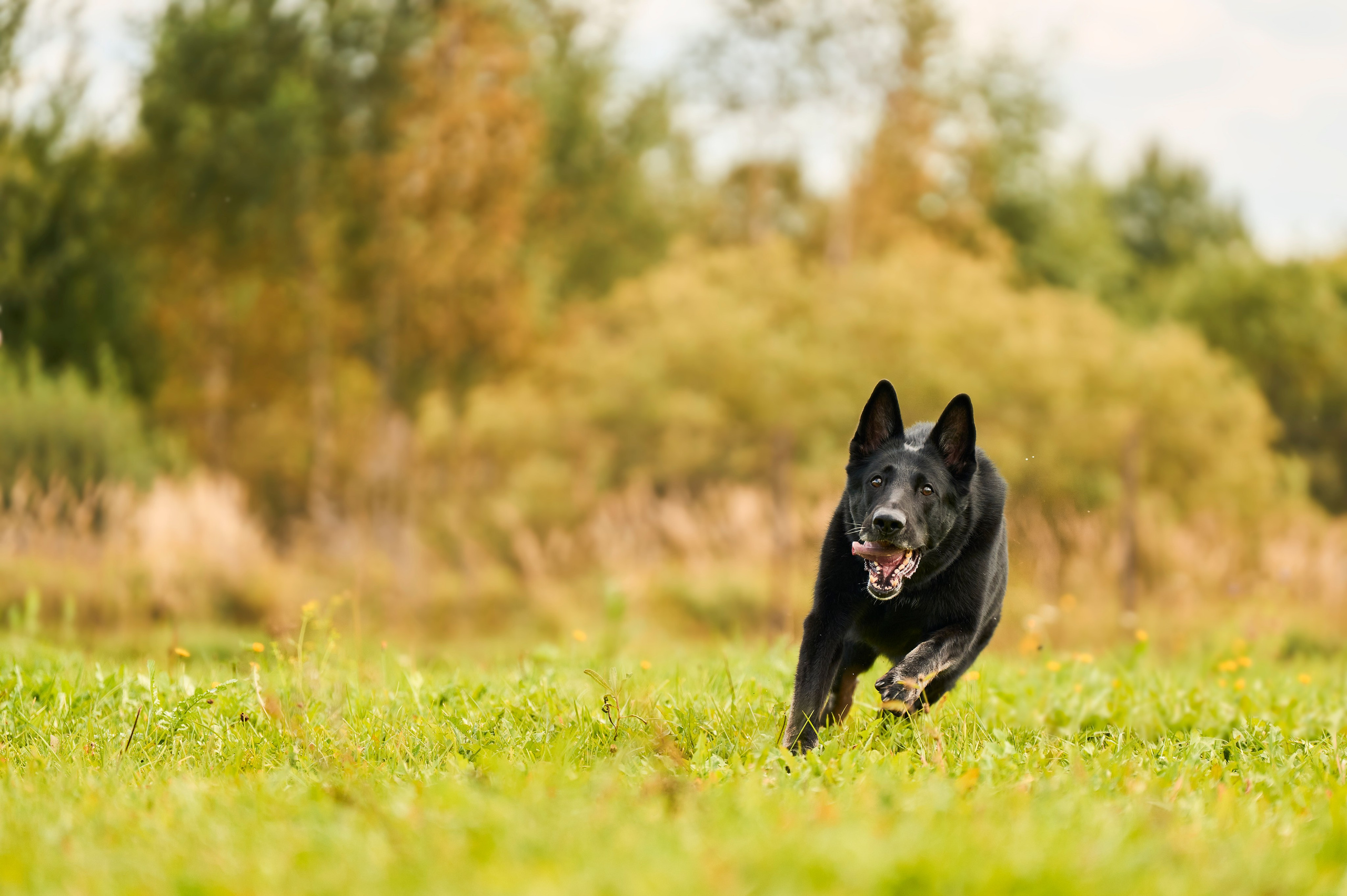 Фотосессия ваших питомцев. Женский и свадебный фотограф в Москве Елена Тараскина