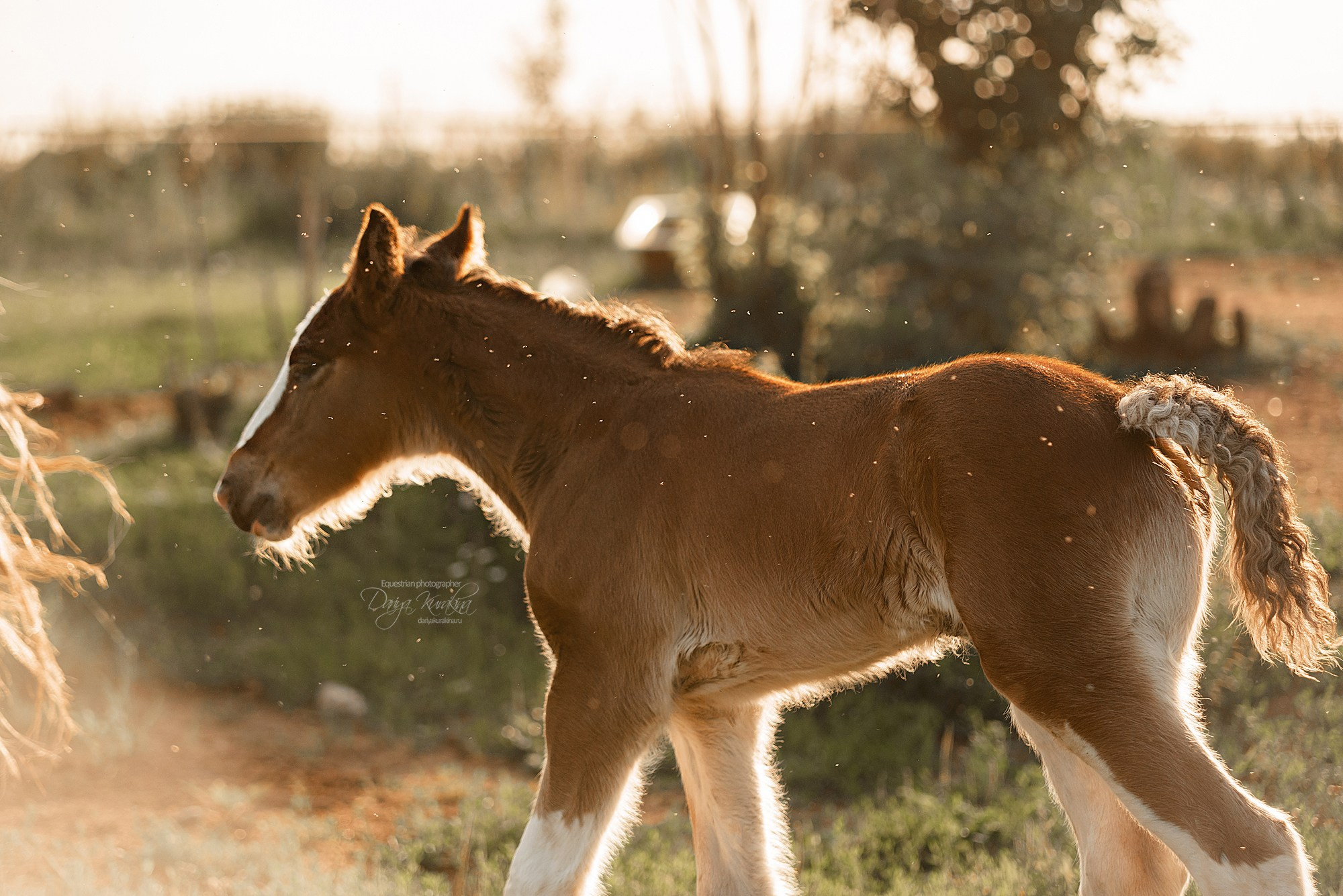 Рапунцель и Квини. Конный фотограф Куракина Дарья • Фотосессии с лошадьми