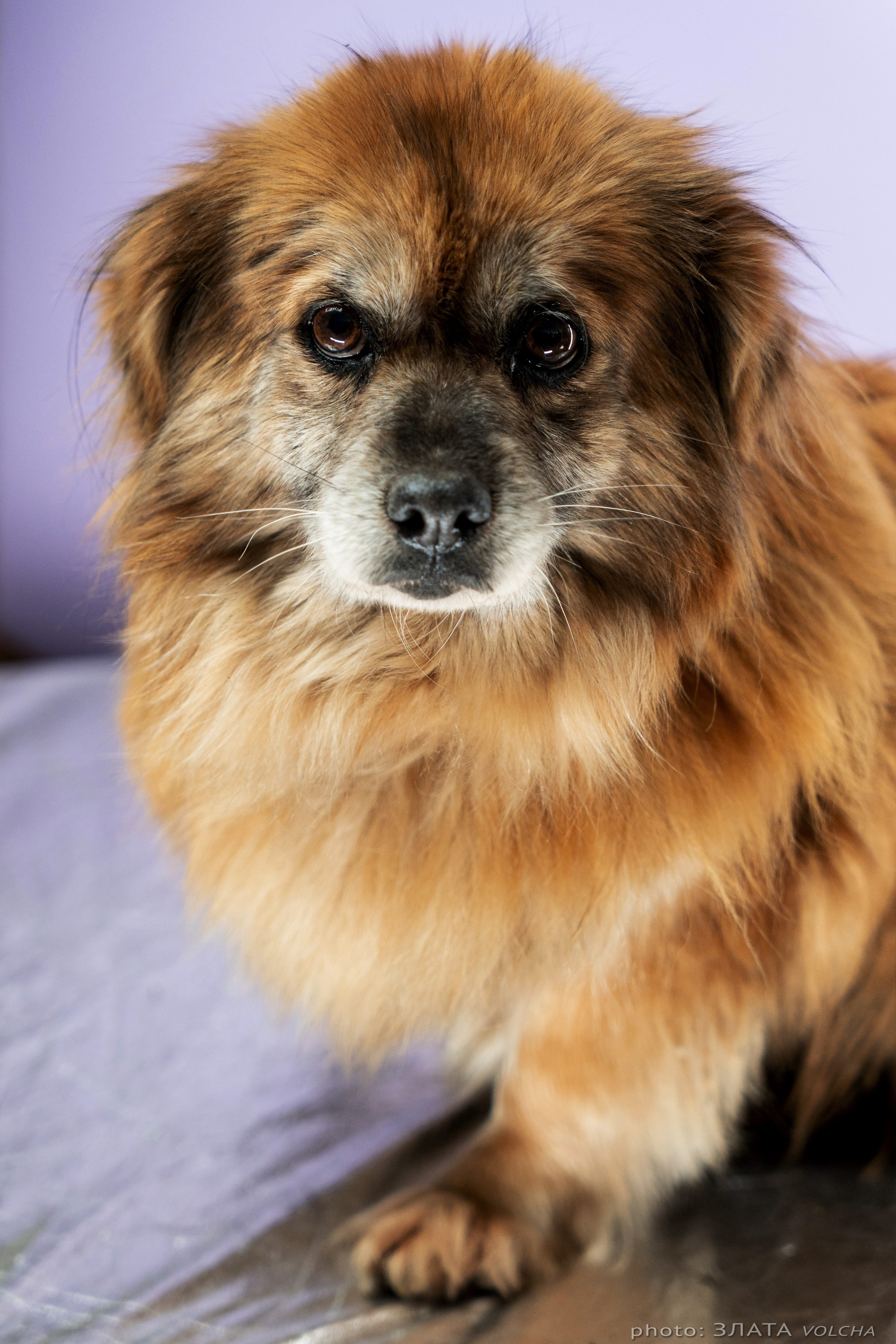 Собаки в студии. Фото, видео, монтаж