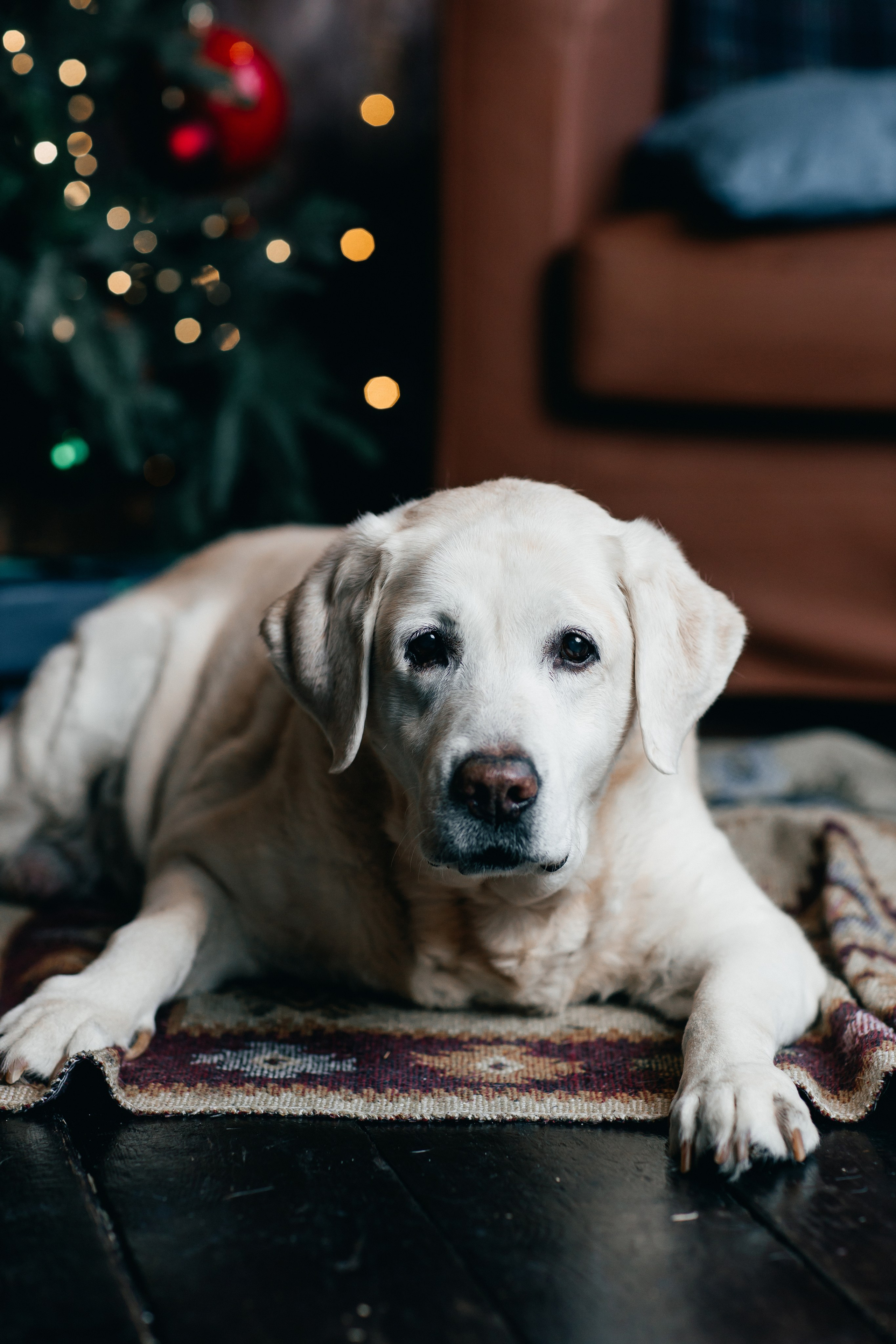 Новогодние фотопроекты. Свадебный и семейный фотограф в Нижнем Новгороде и Москве Сергей Полян