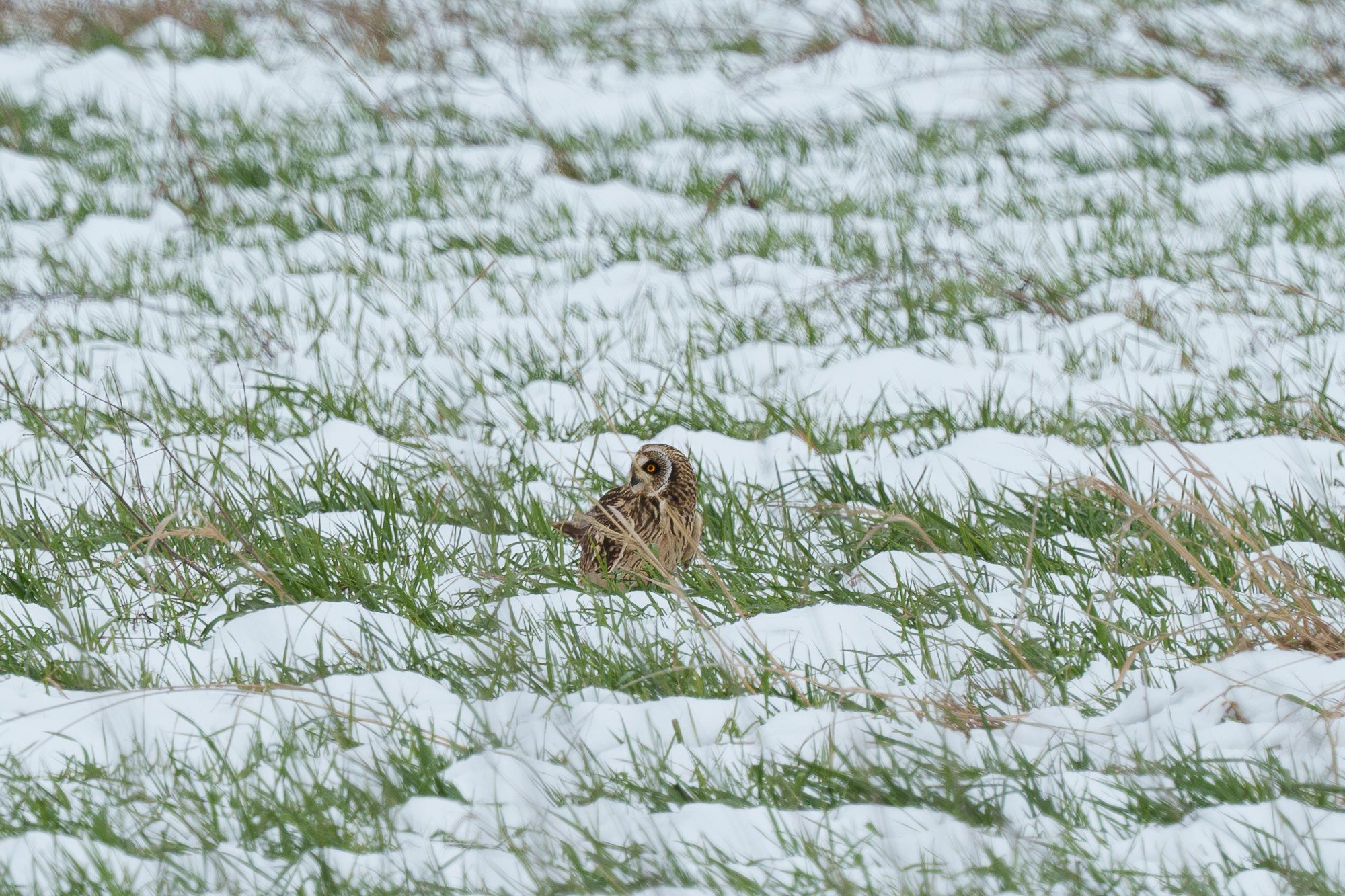 Удивительные мир птиц. Вокруг нас столько прекрасного — присмотритесь!. Ваш личный фотограф Марина Волкова