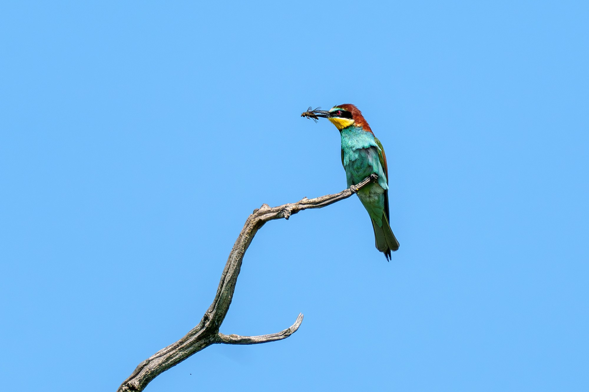 Удивительные мир птиц. Вокруг нас столько прекрасного — присмотритесь!. Ваш личный фотограф Марина Волкова