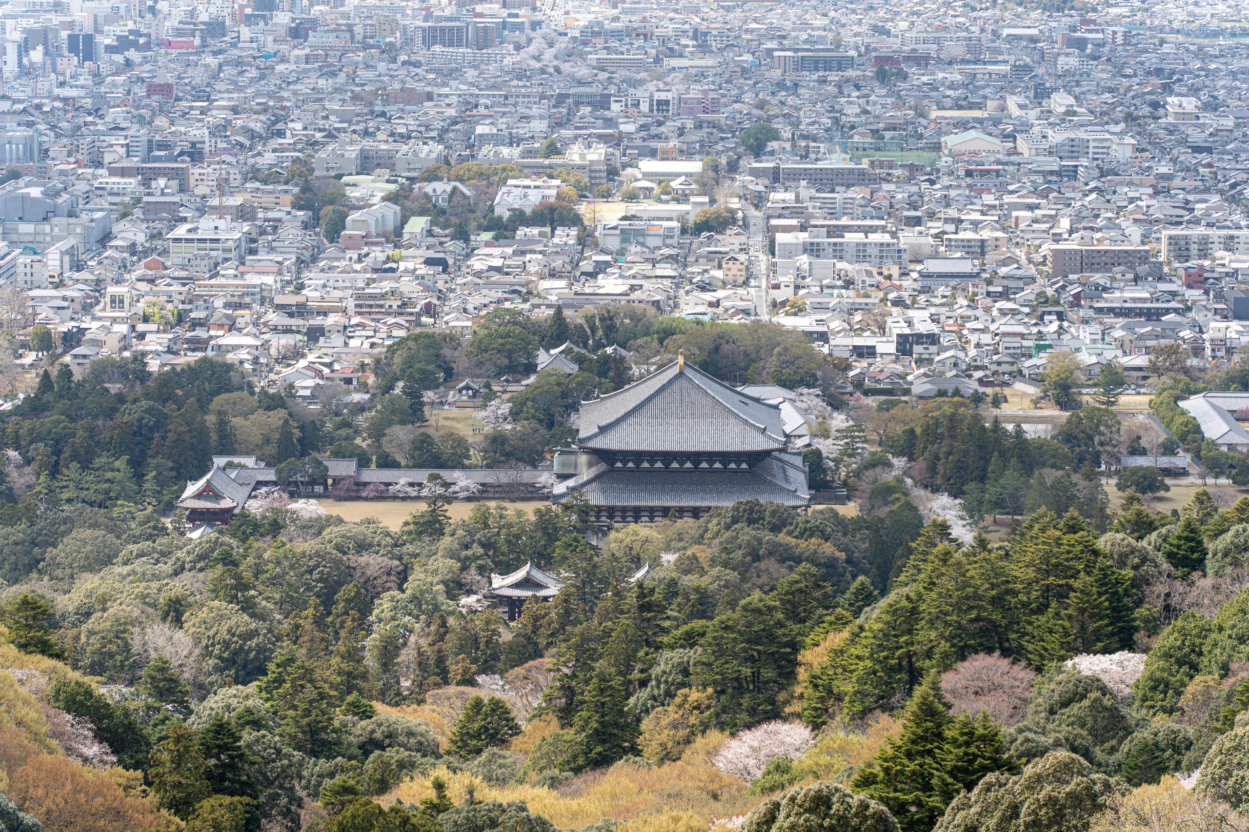 Япония, сакура. Творческие сьемки