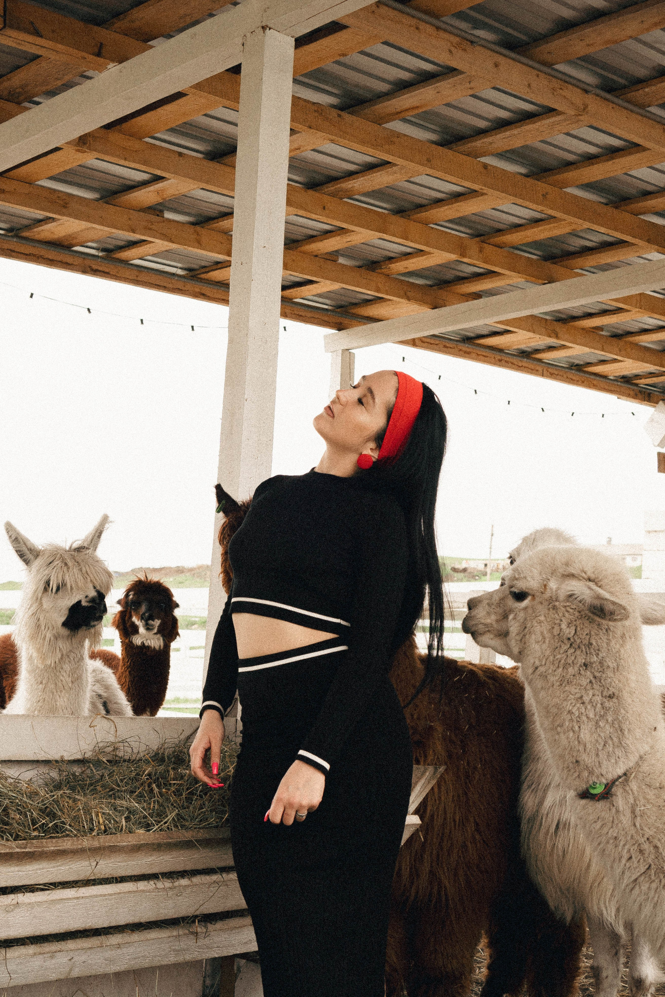 Ферма Альпак. Профессиональный фотограф, Санкт-Петербург — Виктория Богомолова