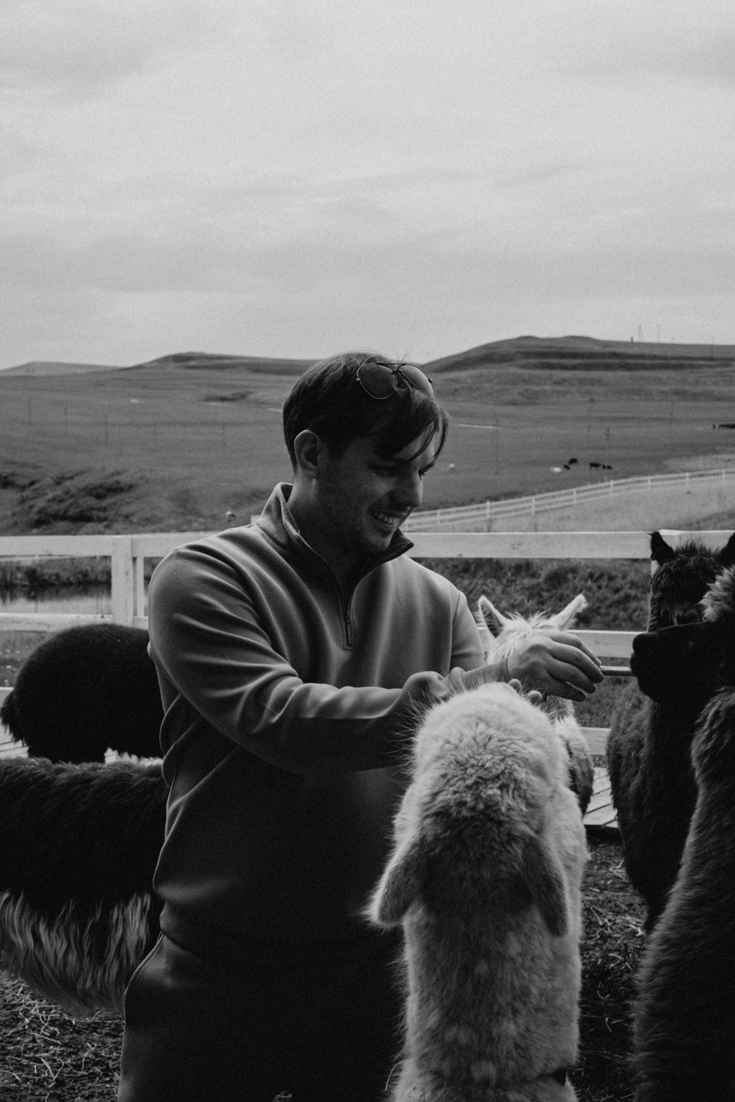 Ферма Альпак. Профессиональный фотограф, Санкт-Петербург — Виктория Богомолова