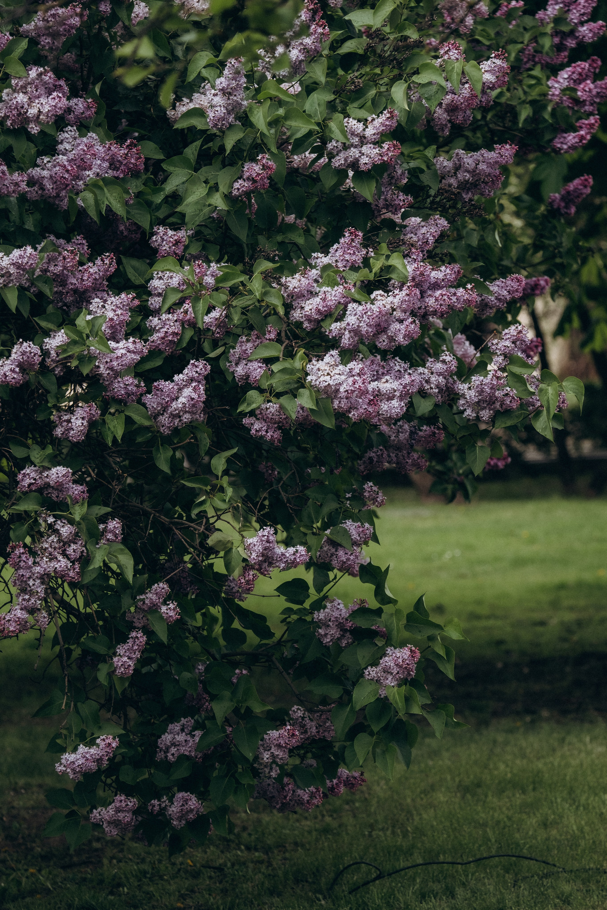 ПРОГУЛКА В МИНСКЕ. Профессиональный фотограф, Санкт-Петербург — Виктория Богомолова