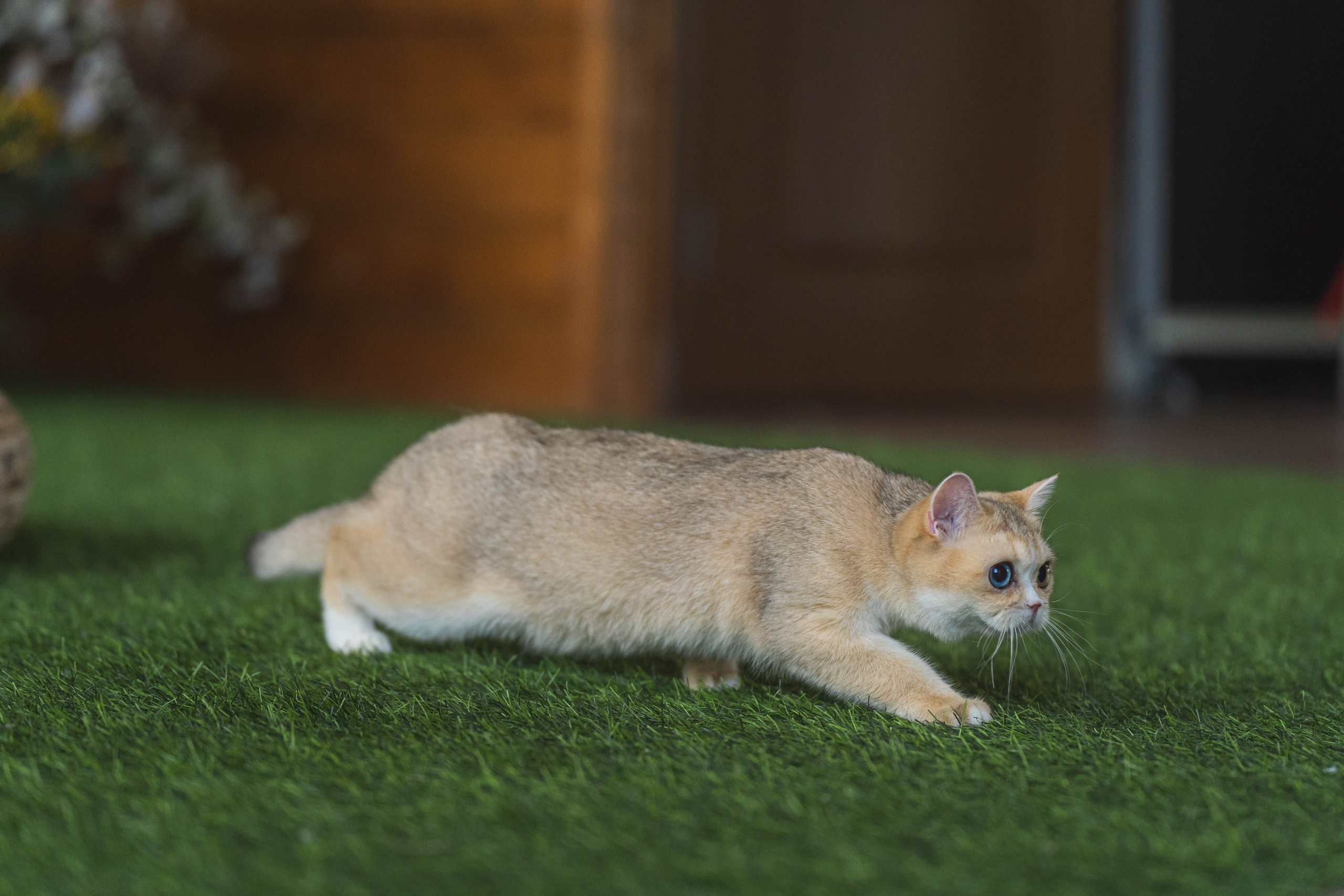 Питомник Шотландских кошек. Фотограф в Москве Ленарская Дарья
