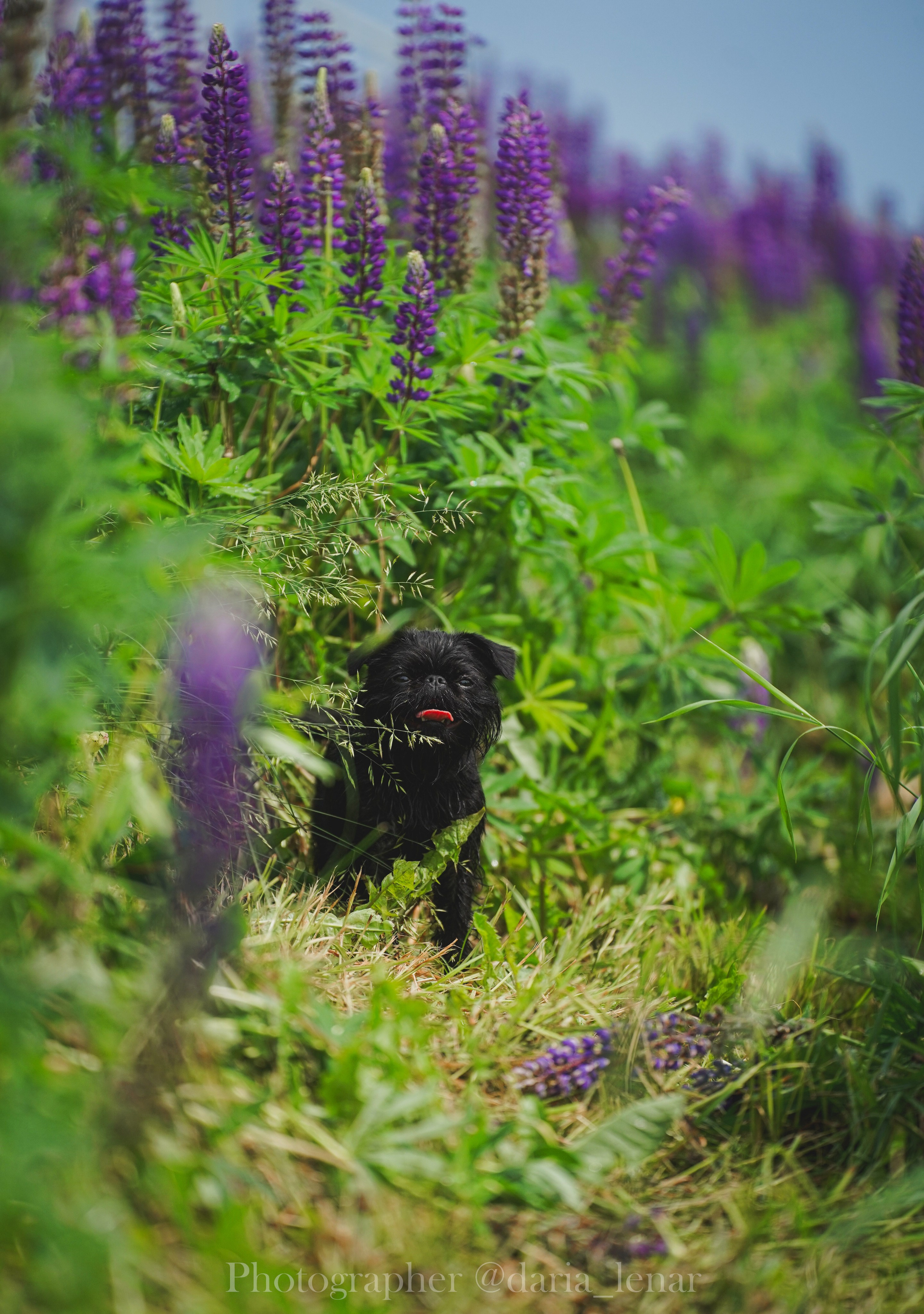 Выставки собак. Фотограф в Москве Ленарская Дарья