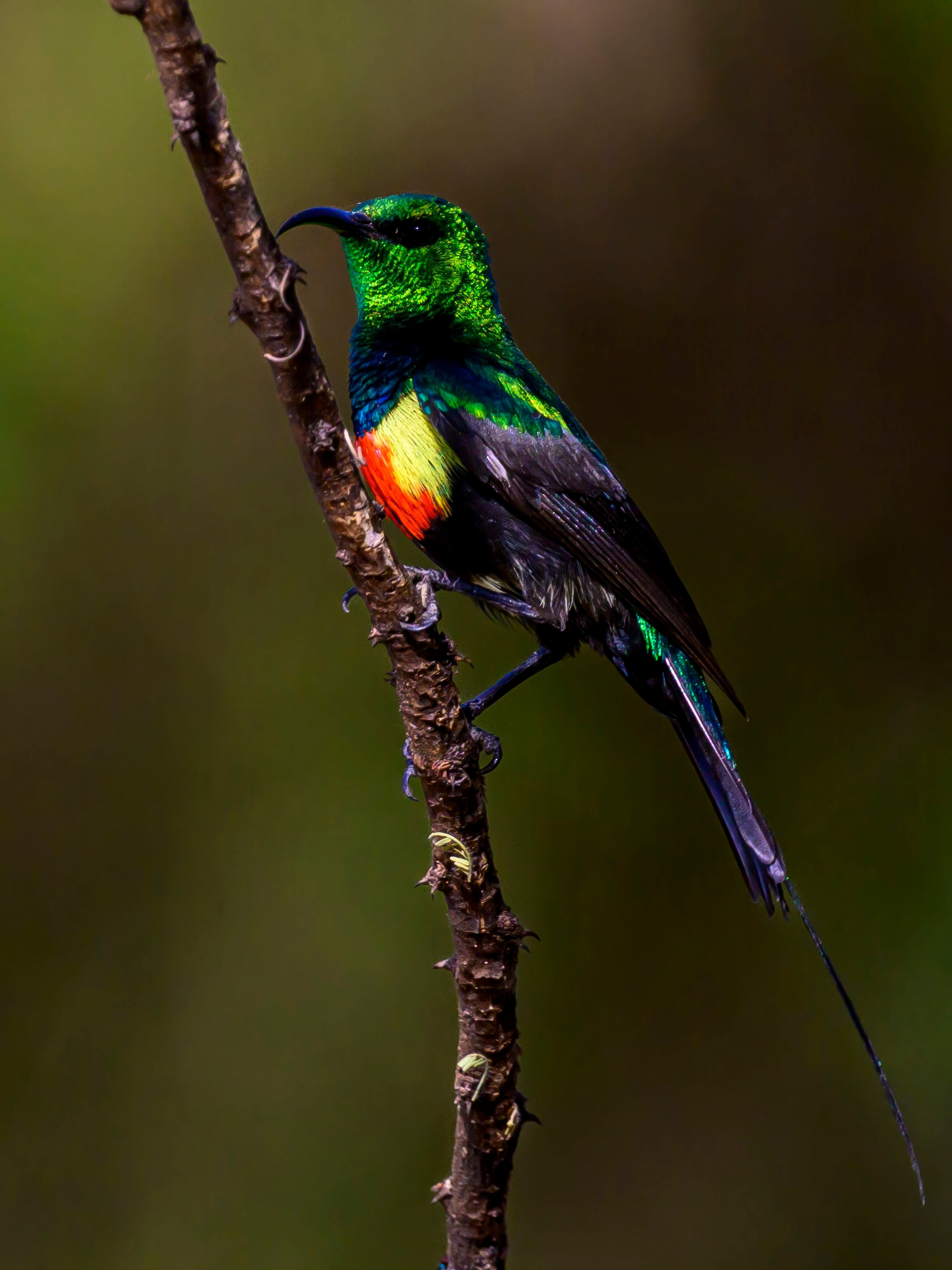Кения. Wildlife photography by Sergey Puponin