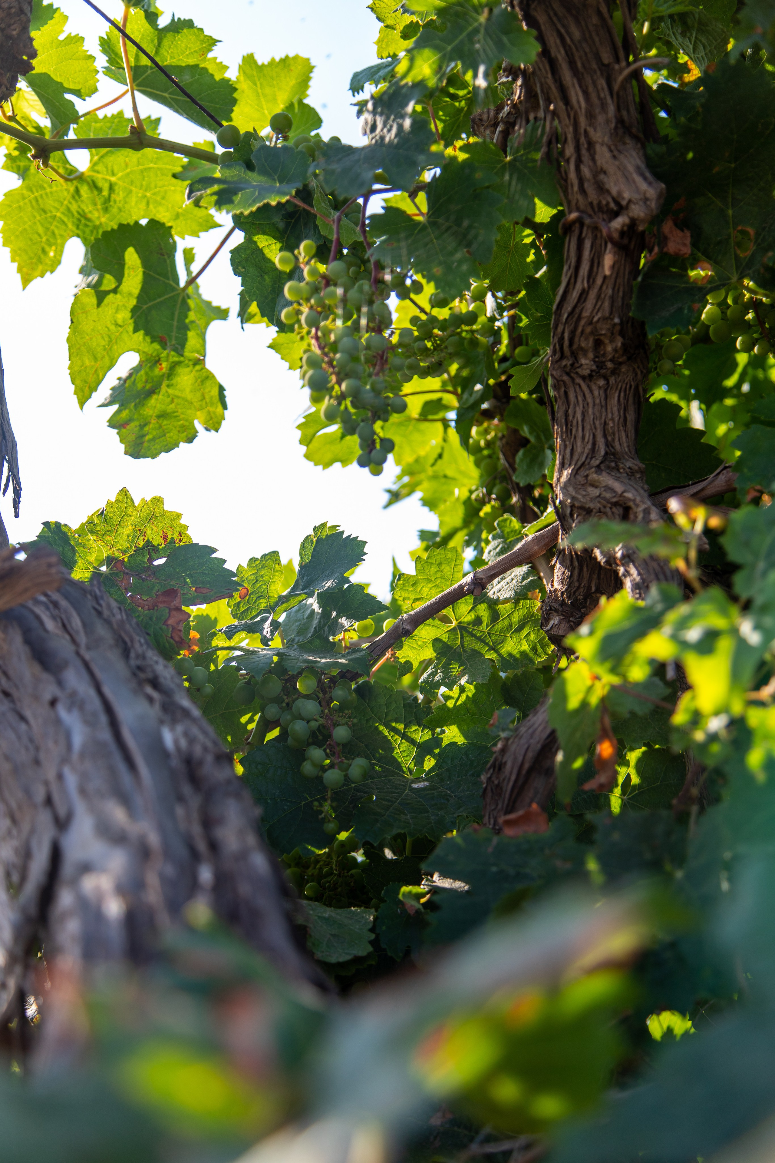 Фотографии природы Крыма из 2021 года. Море, холмы, закаты. Фотограф видеограф широкого профиля Денис Захаров