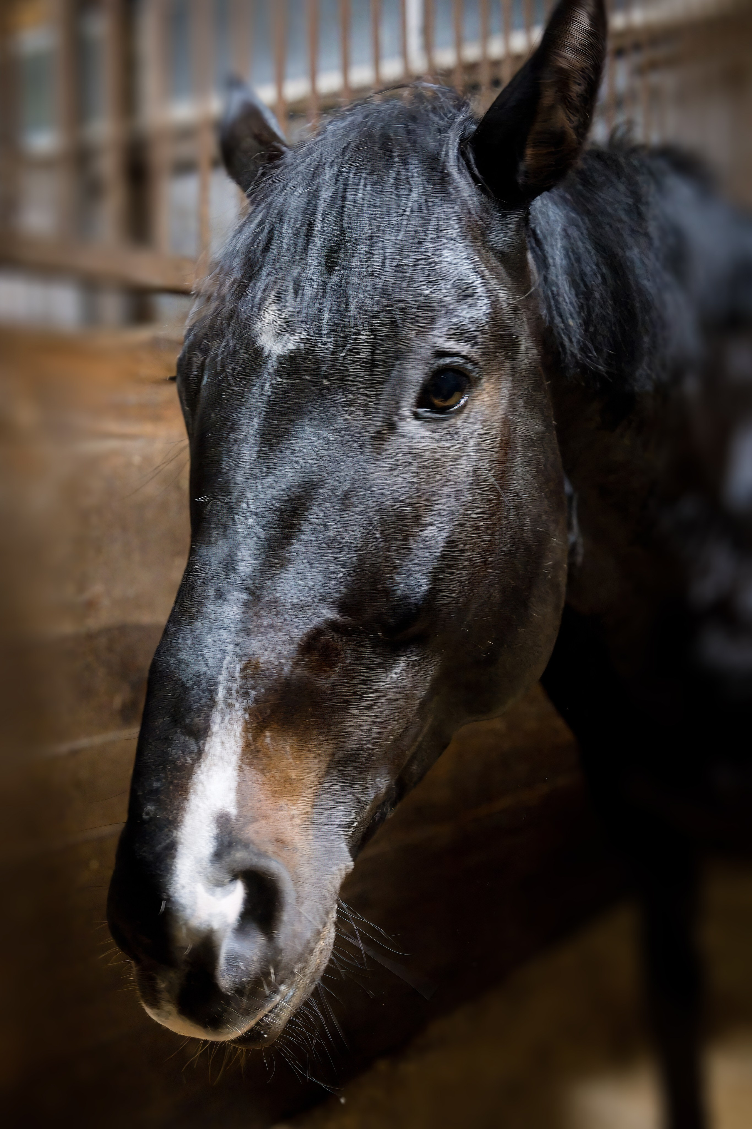 Волшебный турнир в Конно-спортивном клубе «АЛЛЮР» Нижний Новгород. Добро пожаловать в студию «Цифровой скульптор»  где искусство встречается с технологиями!