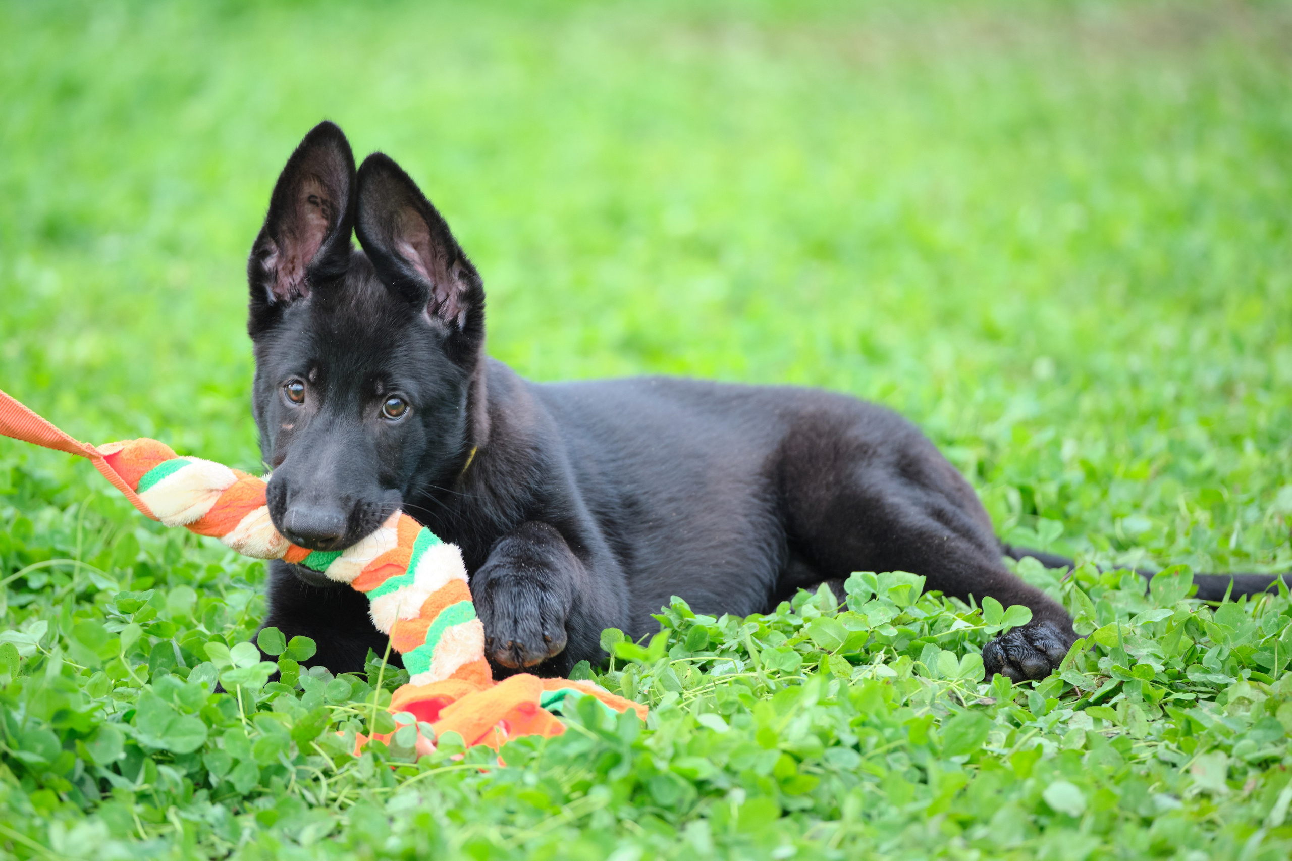 Фотосъемка на продажу щенков немецких овчарок, фотограф - анималист, фото играющих щенков, ищу фотографа и видеографа анималиста