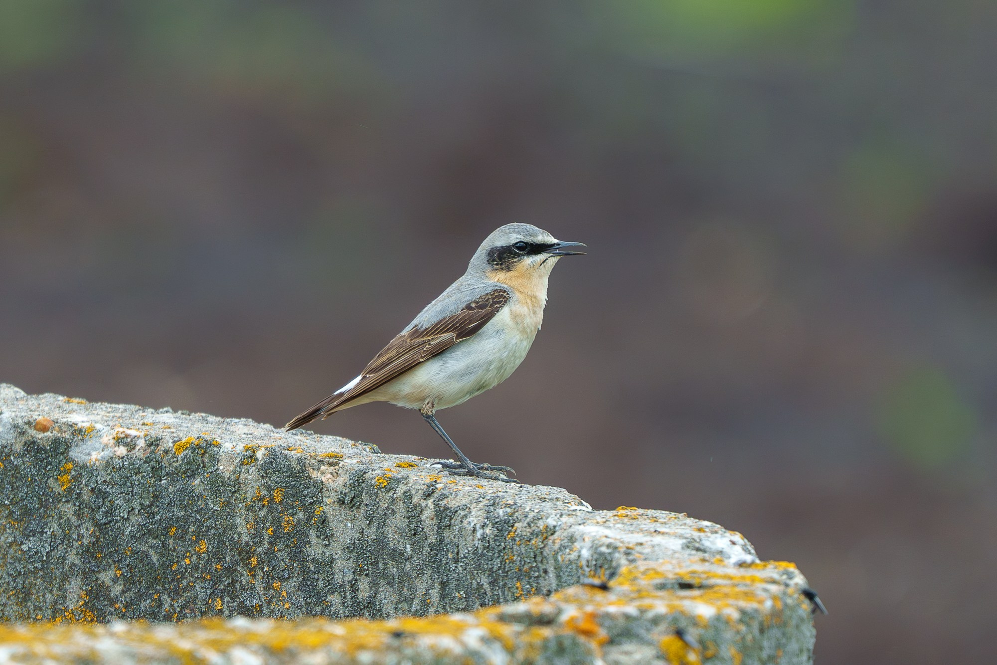 Удивительные мир птиц. Вокруг нас столько прекрасного — присмотритесь!. Ваш личный фотограф Марина Волкова