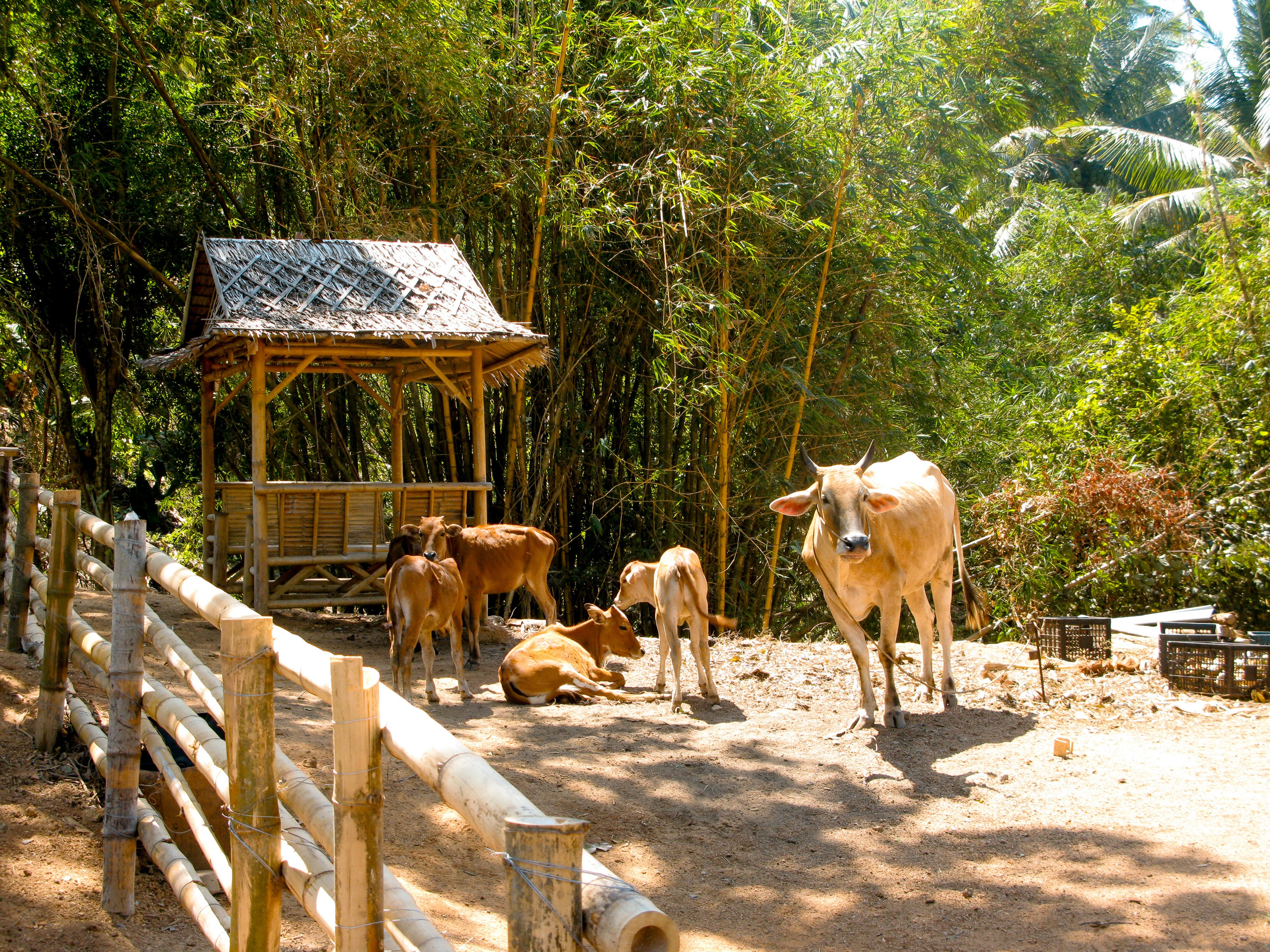 Thai. Фотограф Миланазавр
