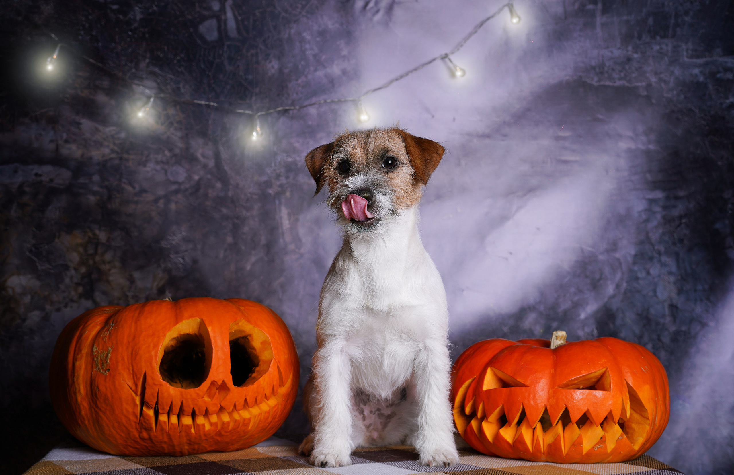 Щенки джек-рассел терьера. Фотограф-анималист в Санкт-Петербурге Яна Мартынова