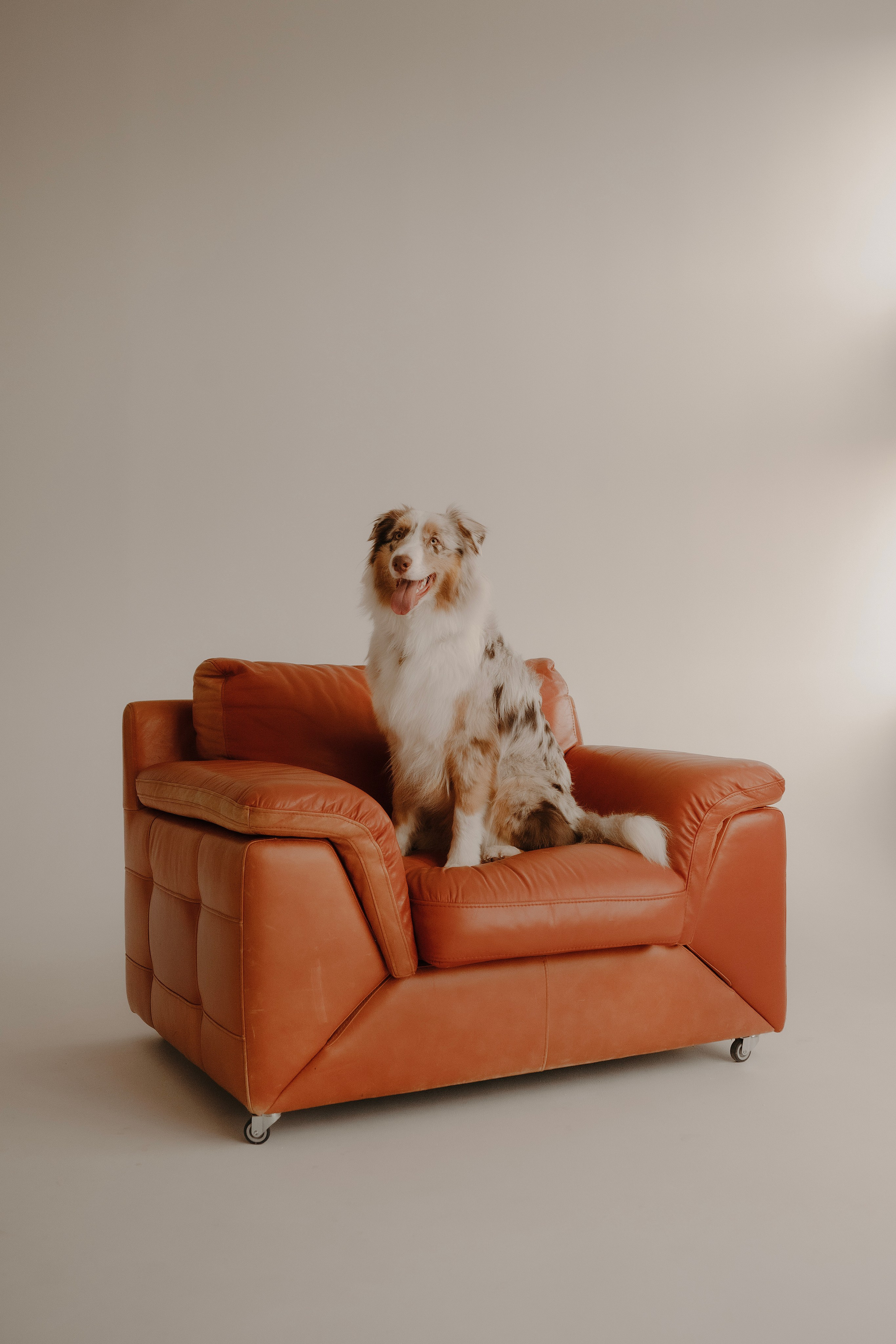 Дэймон. Фотограф- анималист Александра Матвеева