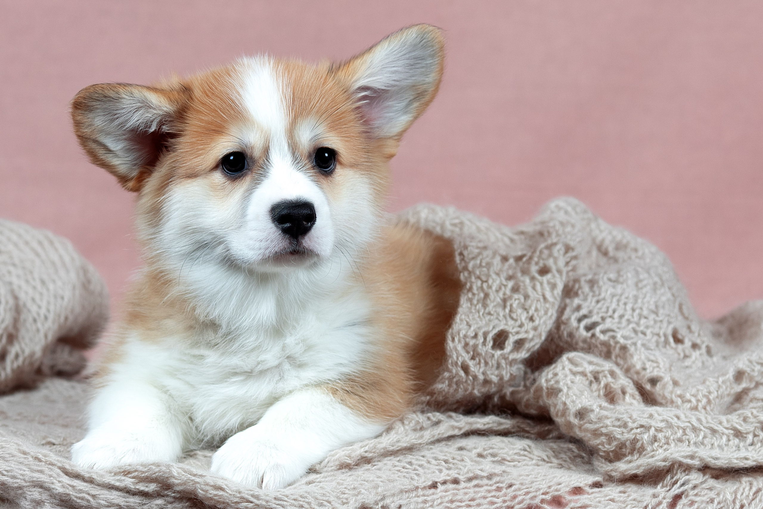 Портфолио: Фотосъёмка щенков в Москве и области — трогательные моменты. Фотограф-анималист и бренд-фотограф в Москве | Фотография собак, людей, бизнес-портрет