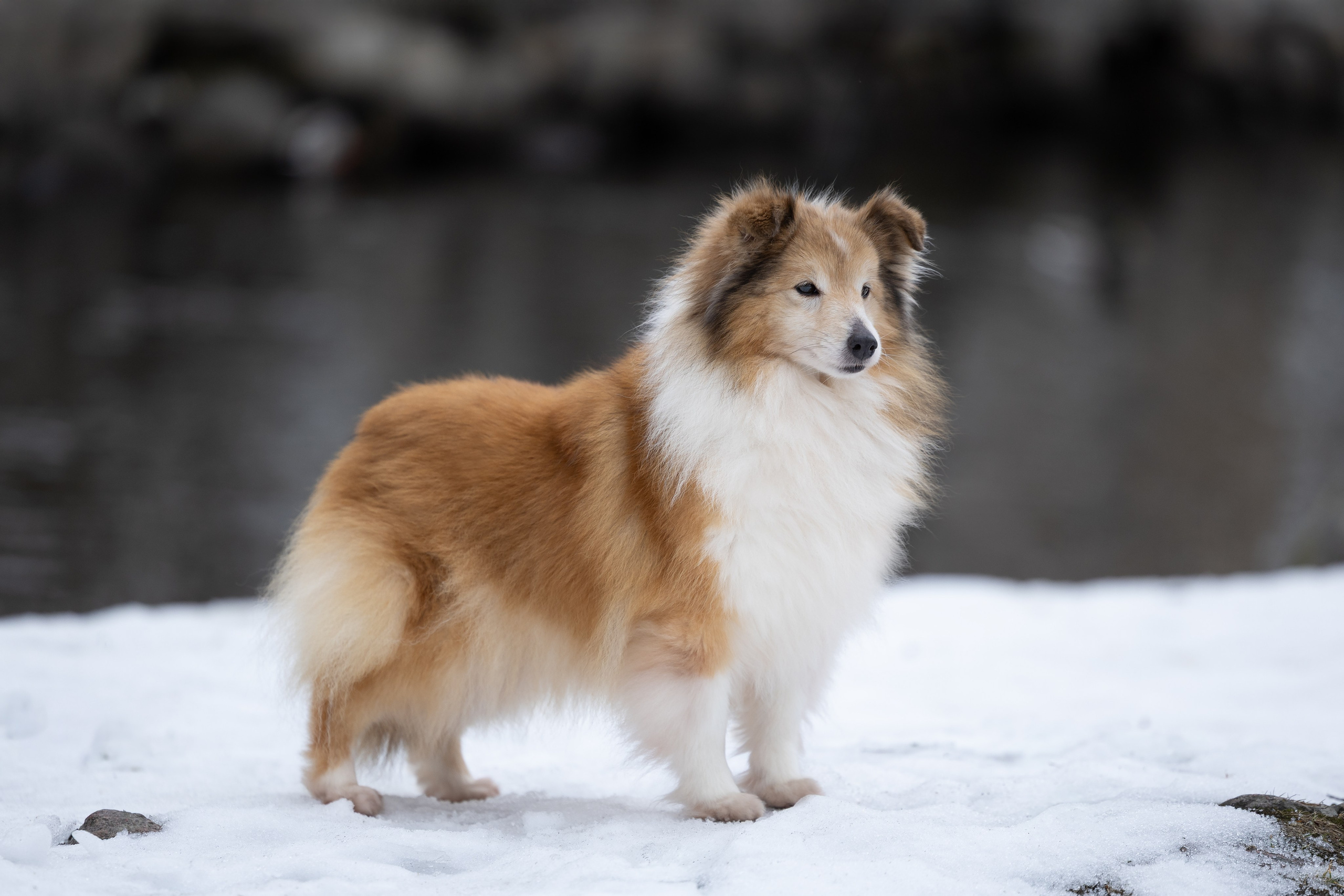 Питомник Стэйсилайн. Мои работы