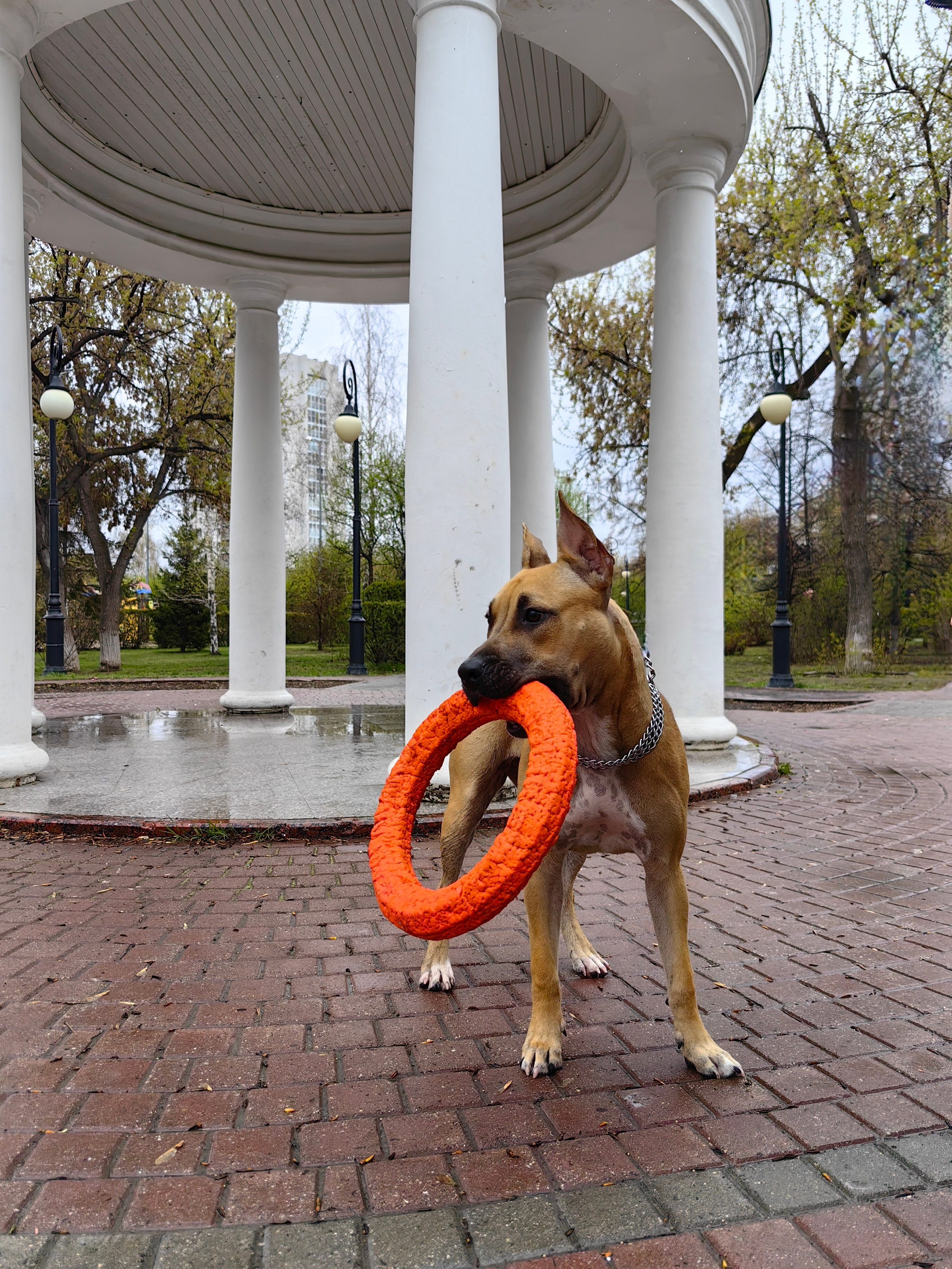 Любимые хвостики