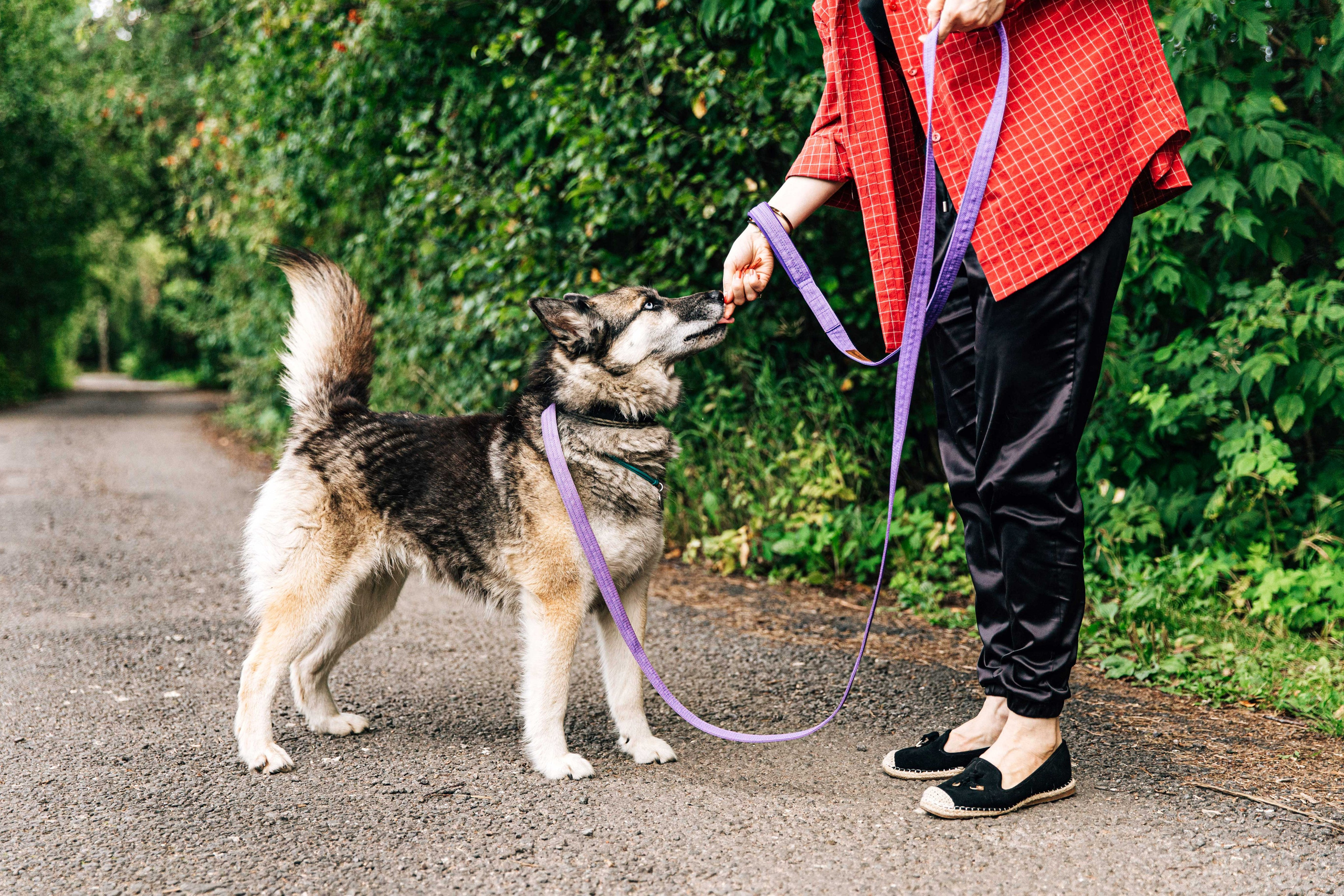 Скай. Фотограф-анималист в Москве Соломонова Варвара