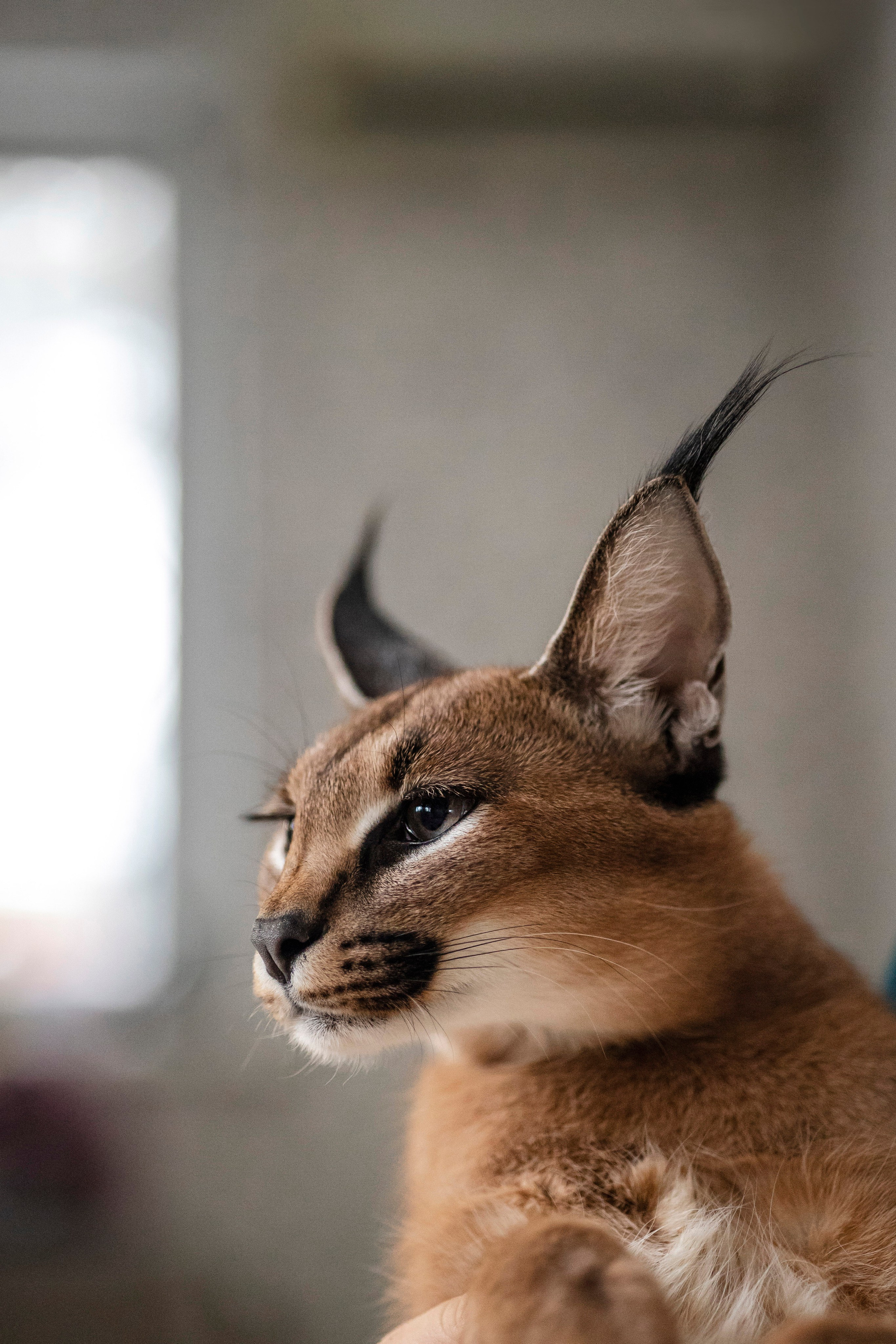 Съемка с лисами. Анастасия Белаш