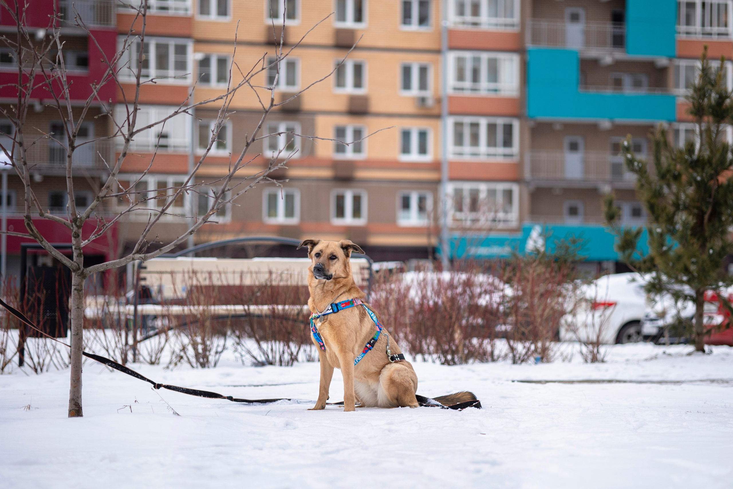 Съемка с собакой. Анастасия Белаш