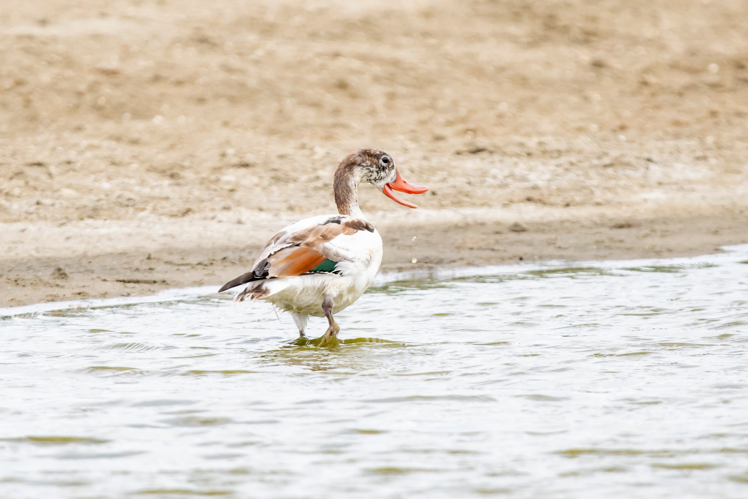Природа Дагестана, сентябрь 2024. Foto-Zuev фотография как искусство