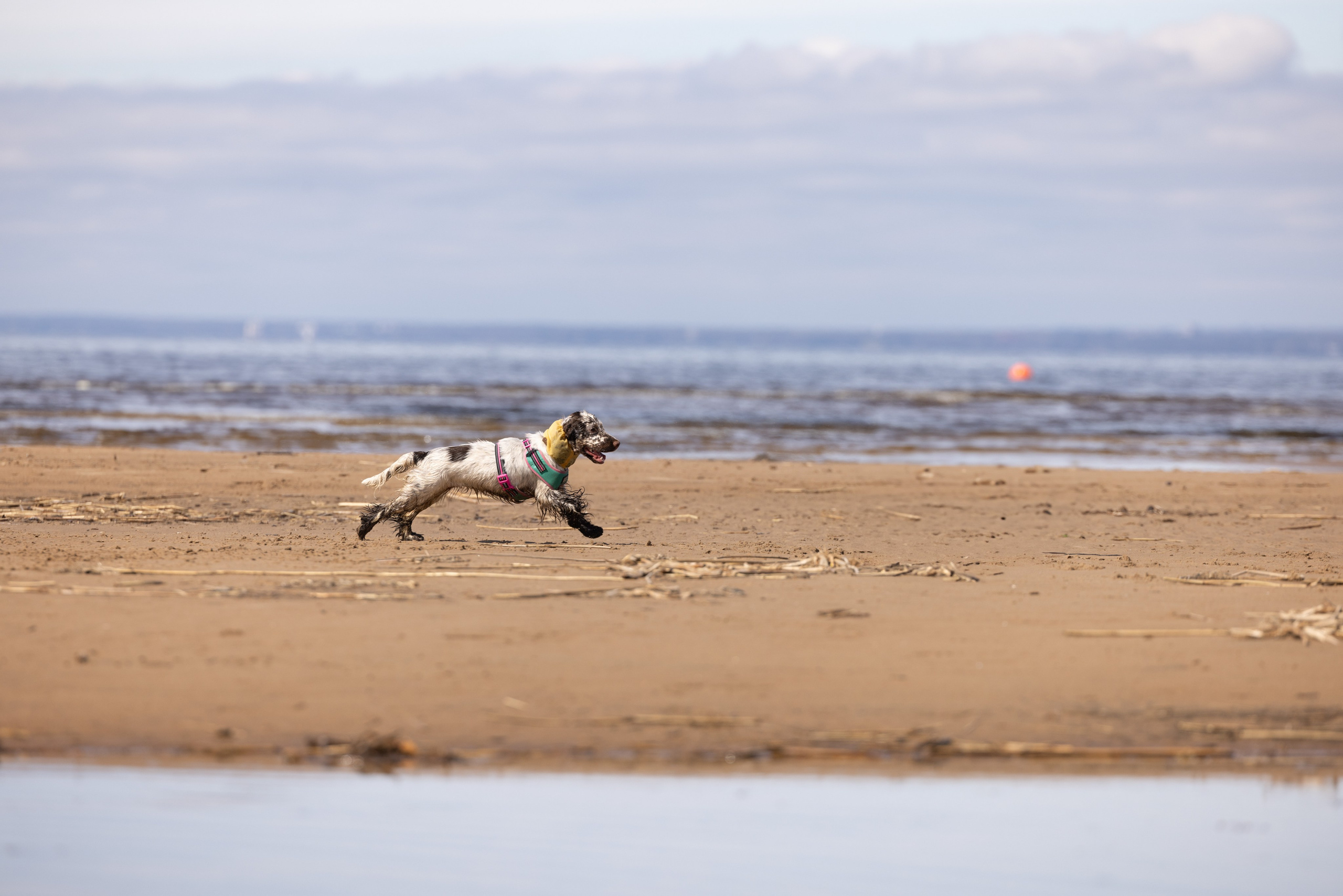 Спанимания. Фотограф анималист Осипчикова Мария