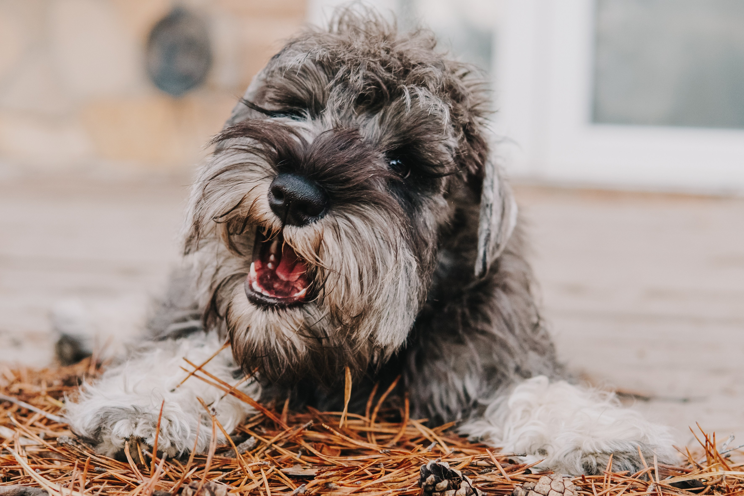 Life with dog. Saamill