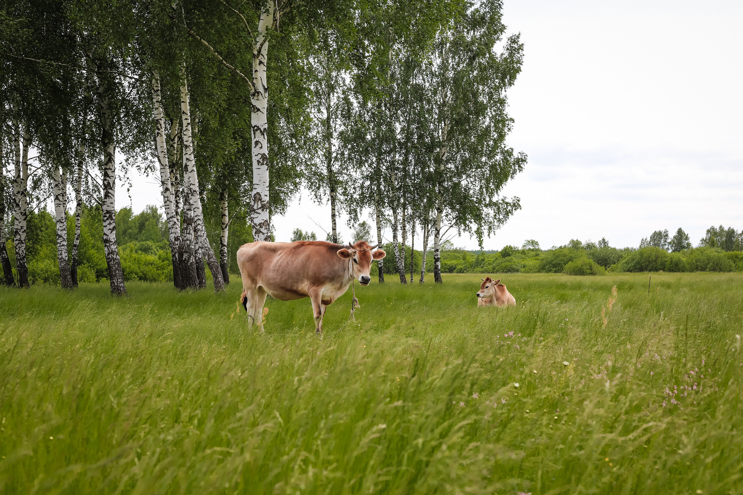 Животные. Глэмпинг «На островах» / аренда домиков для отдыха посуточно