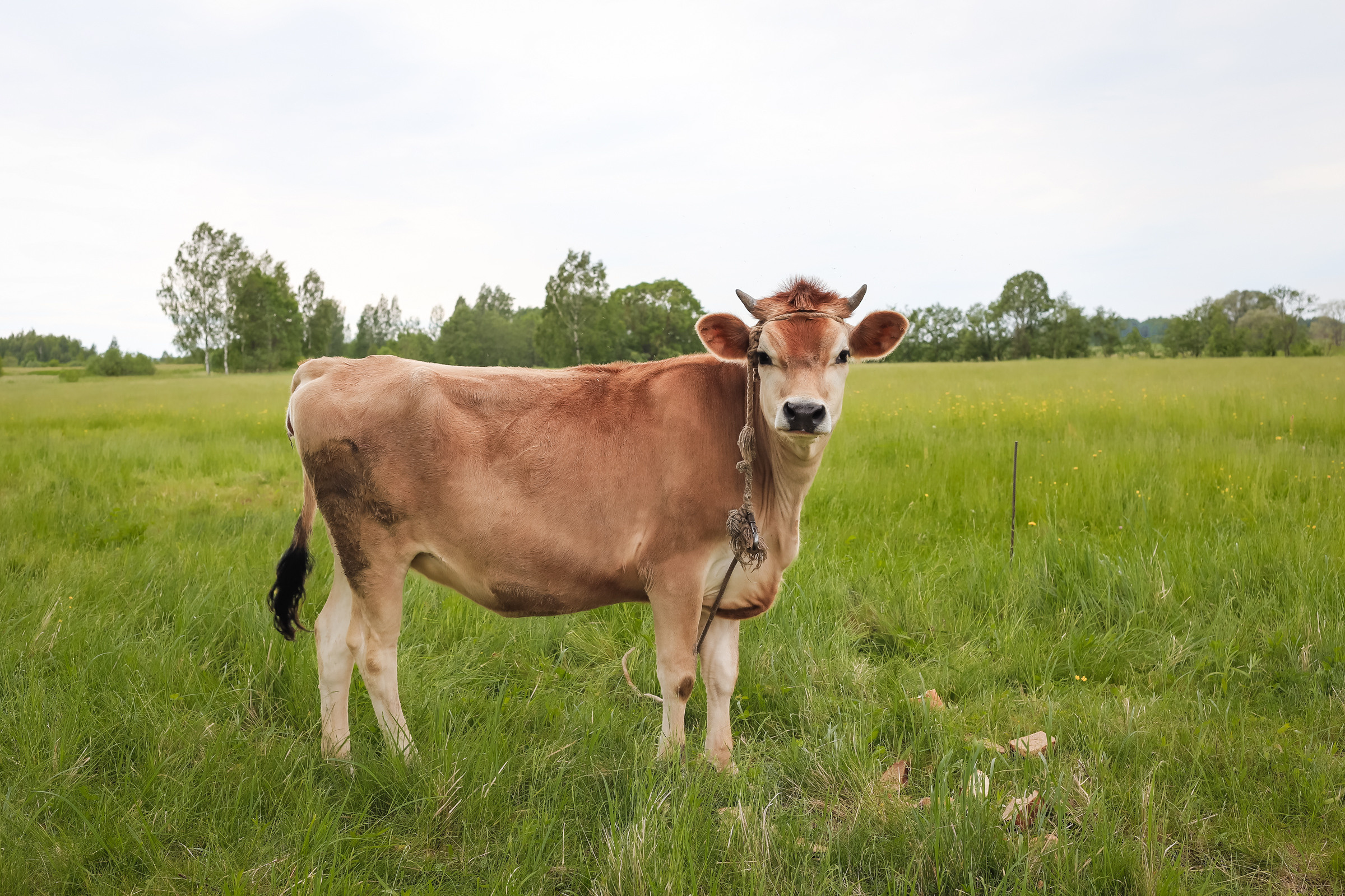 Животные. Глэмпинг «На островах» / аренда домиков для отдыха посуточно