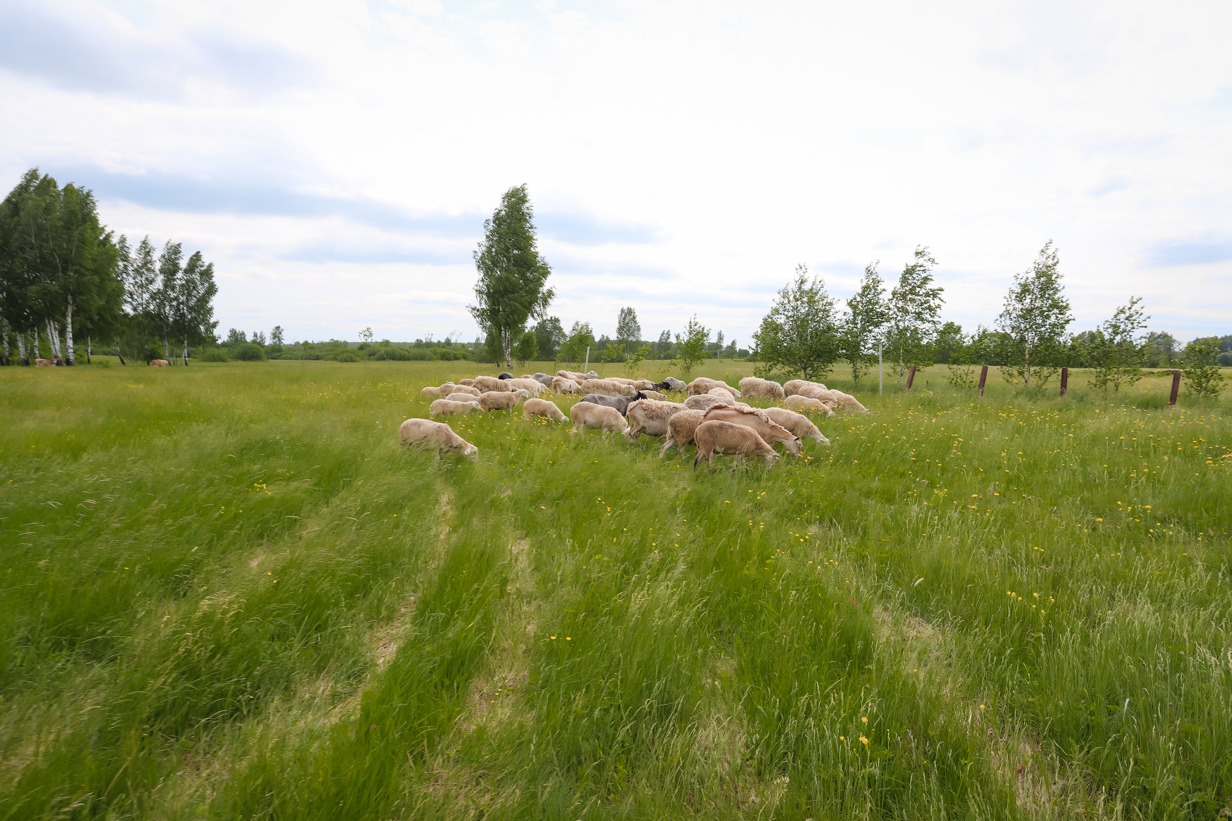 Животные. Глэмпинг «На островах» / аренда домиков для отдыха посуточно
