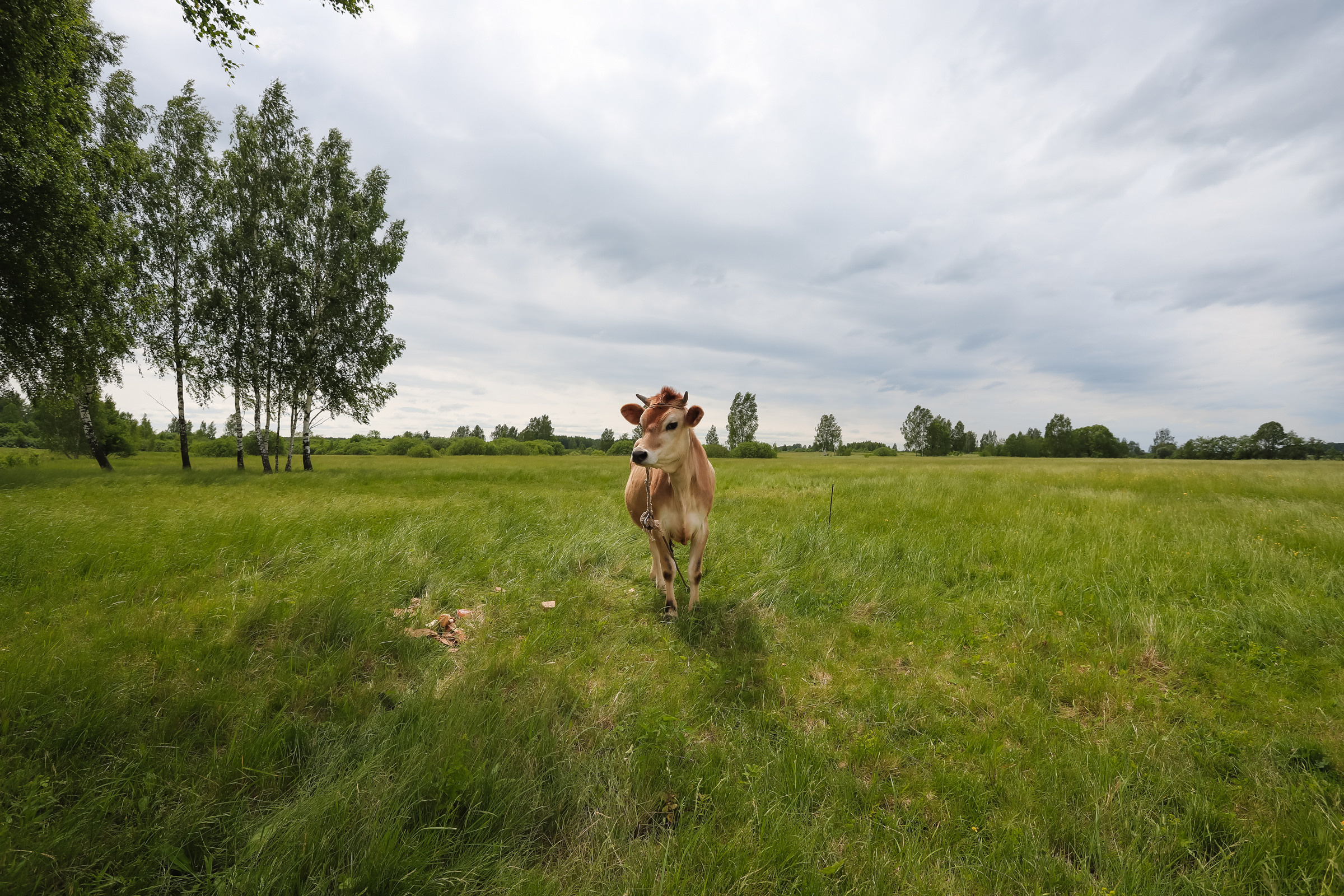 Животные. Глэмпинг «На островах» / аренда домиков для отдыха посуточно