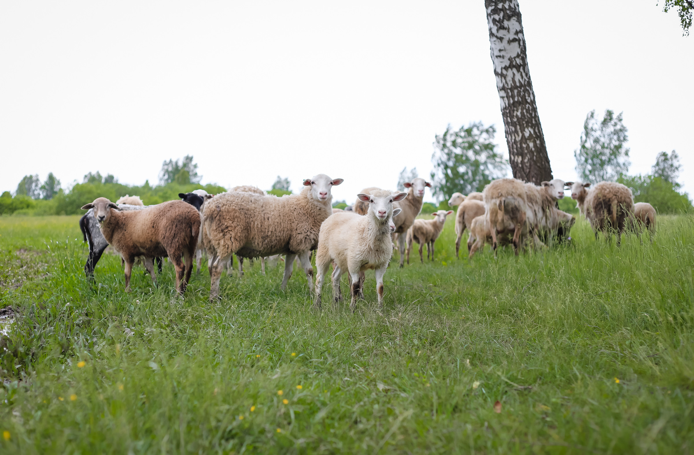 Животные. Глэмпинг «На островах» / аренда домиков для отдыха посуточно
