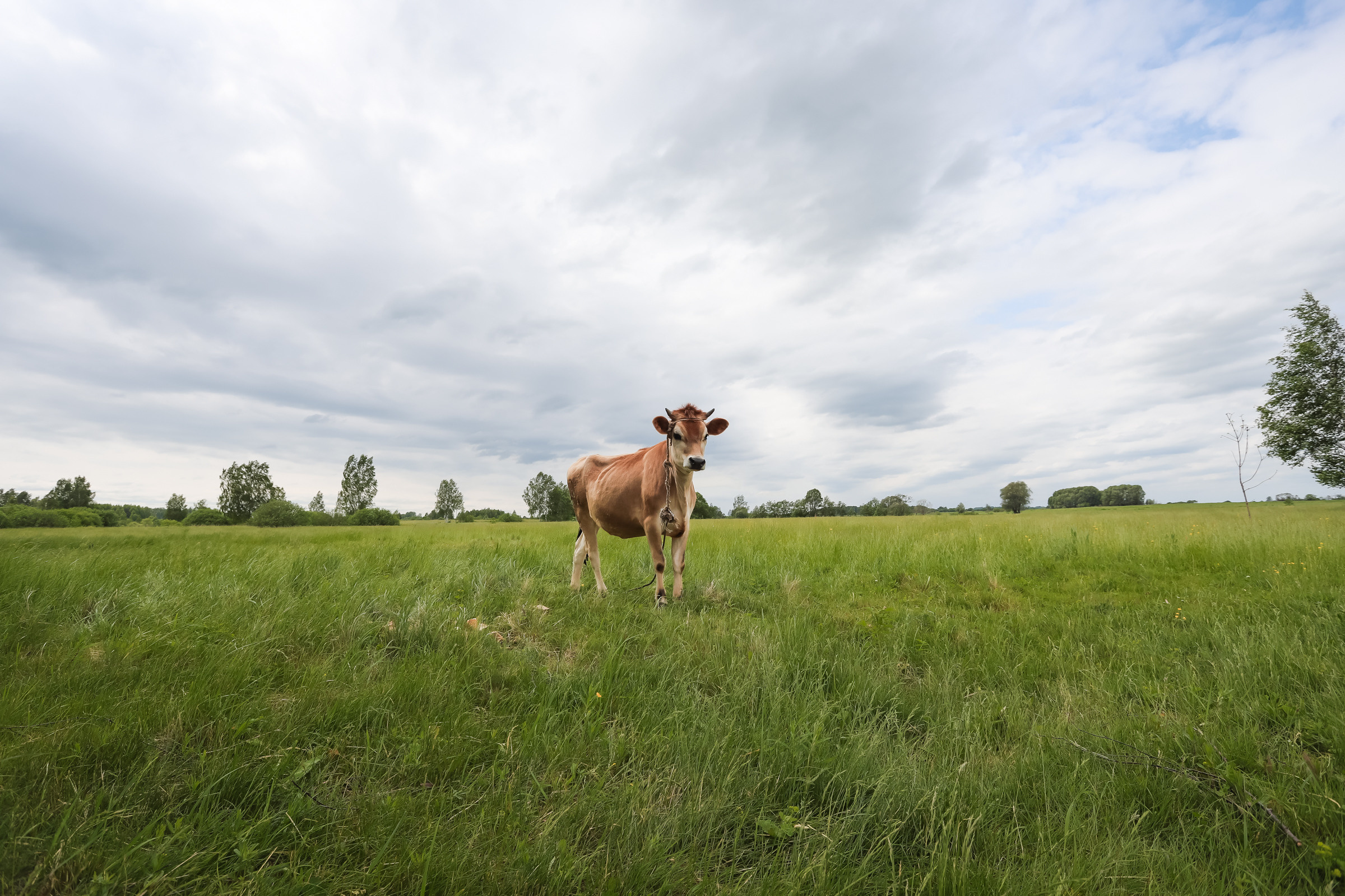 Животные. Глэмпинг «На островах» / аренда домиков для отдыха посуточно