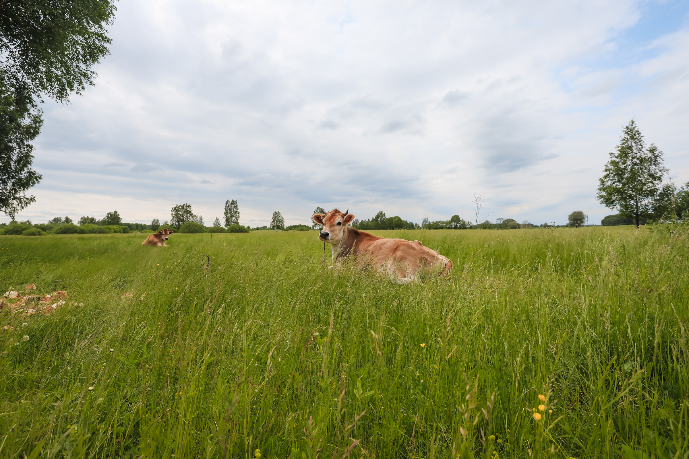 Животные. Глэмпинг «На островах» / аренда домиков для отдыха посуточно