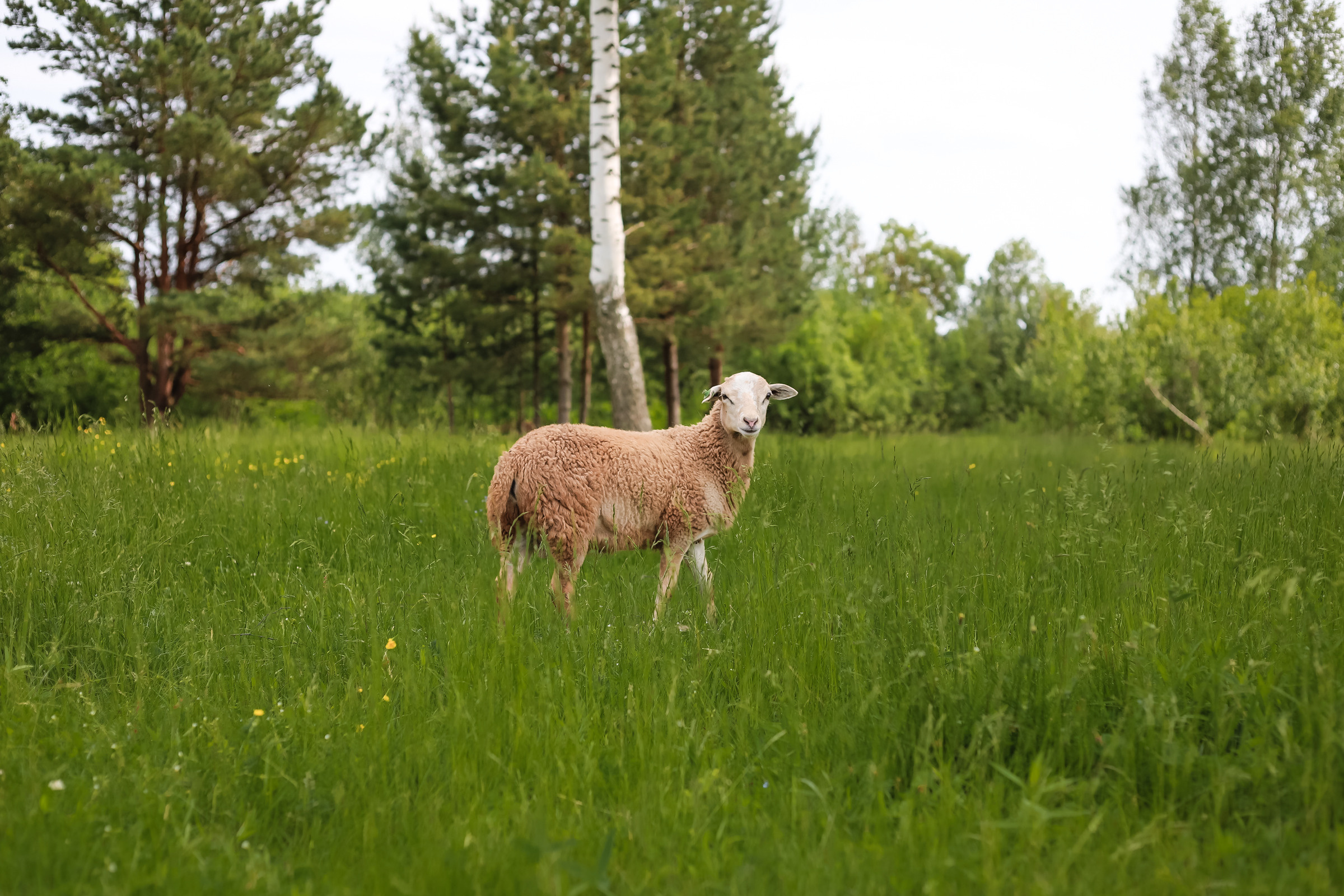Животные. Глэмпинг «На островах» / аренда домиков для отдыха посуточно