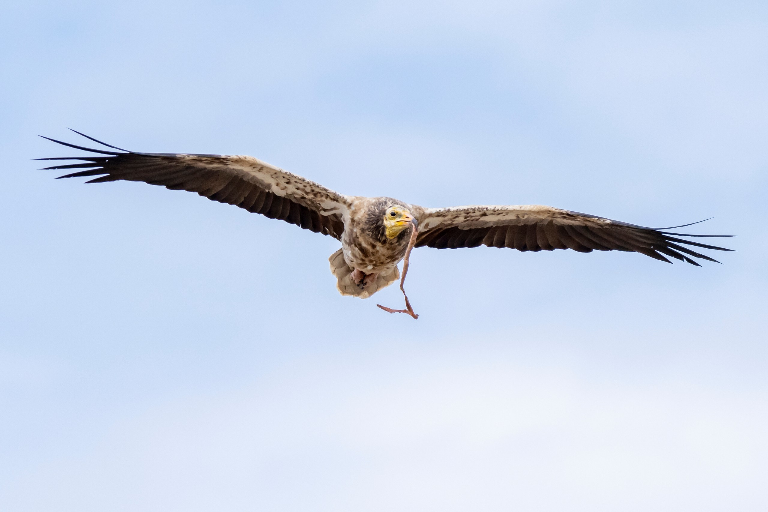 Природа Дагестана, сентябрь 2024. Foto-Zuev фотография как искусство