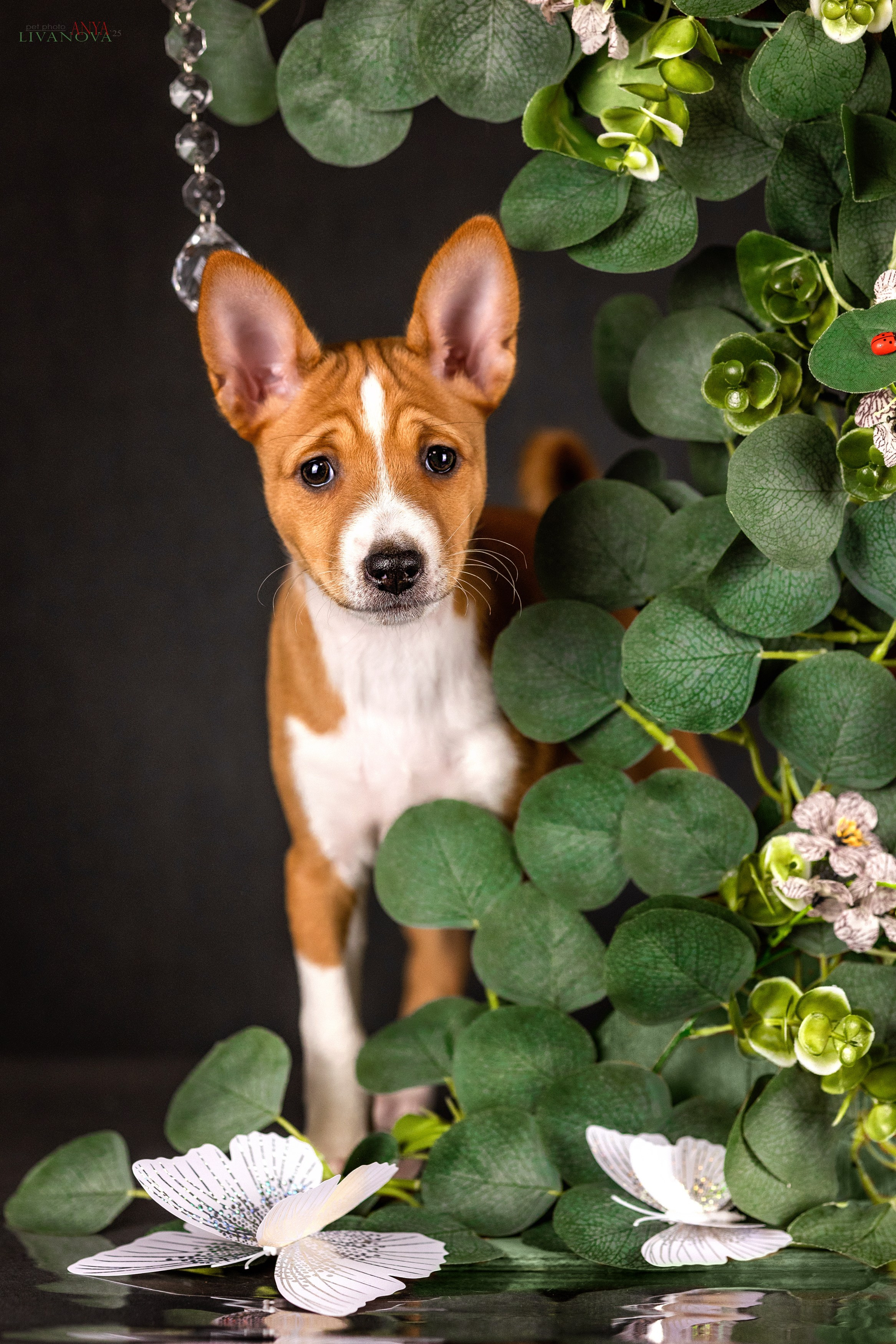 Басенджи. Фотограф анималист Аня Ливанова | Рыбинск