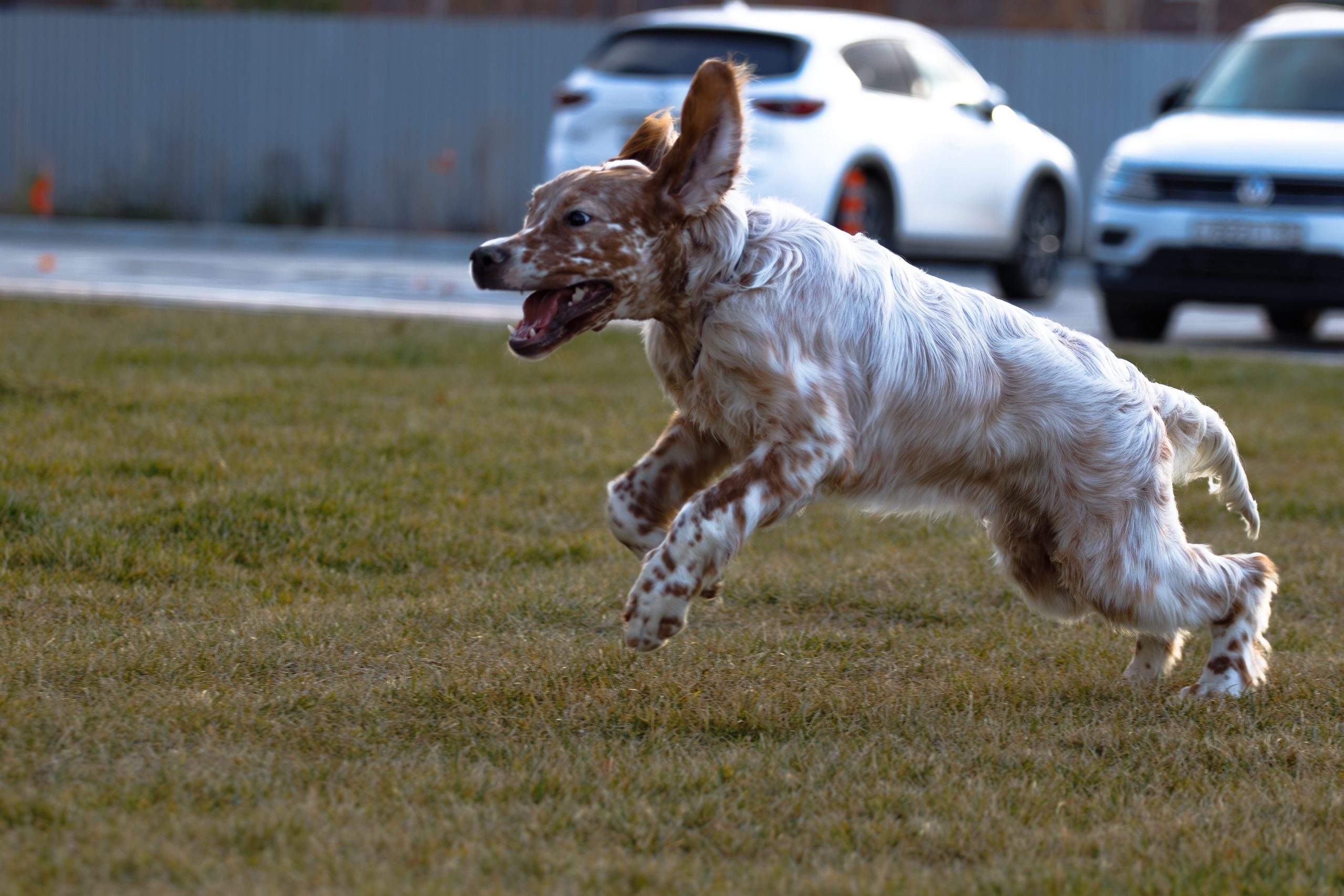 Андрей и Милан. Фотограф Екатерина Козловская
