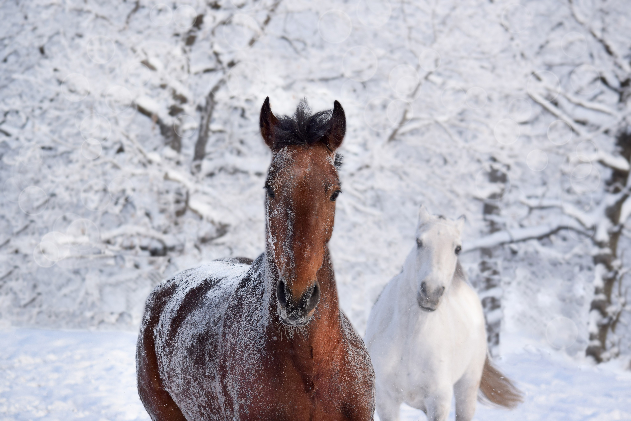 Лошади. Конный фотограф в Саратове Юлия Иванова