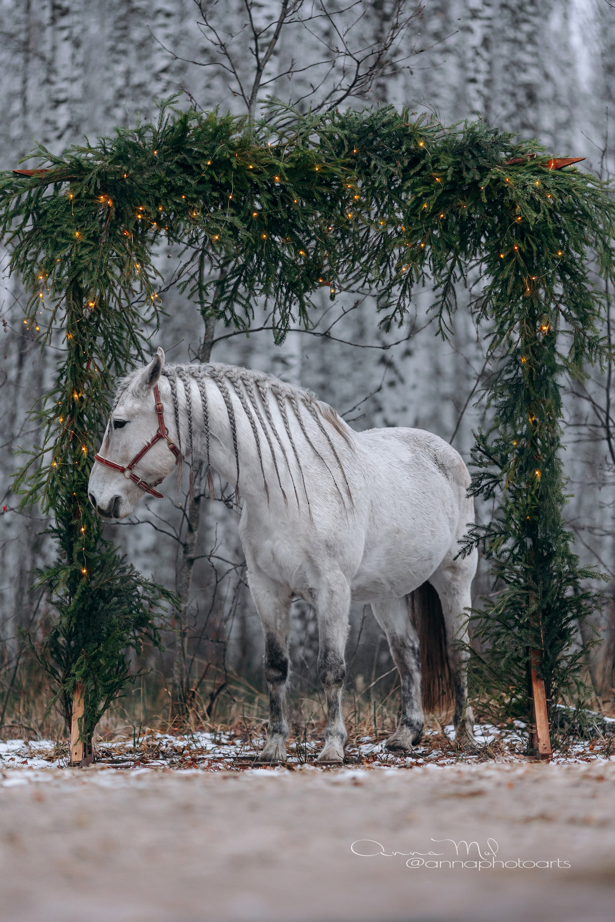 Тариф Новогодний 2025-2026. Анна Молчанова конный фотограф в Тюмени | фотосессии с лошадьми Тюмень