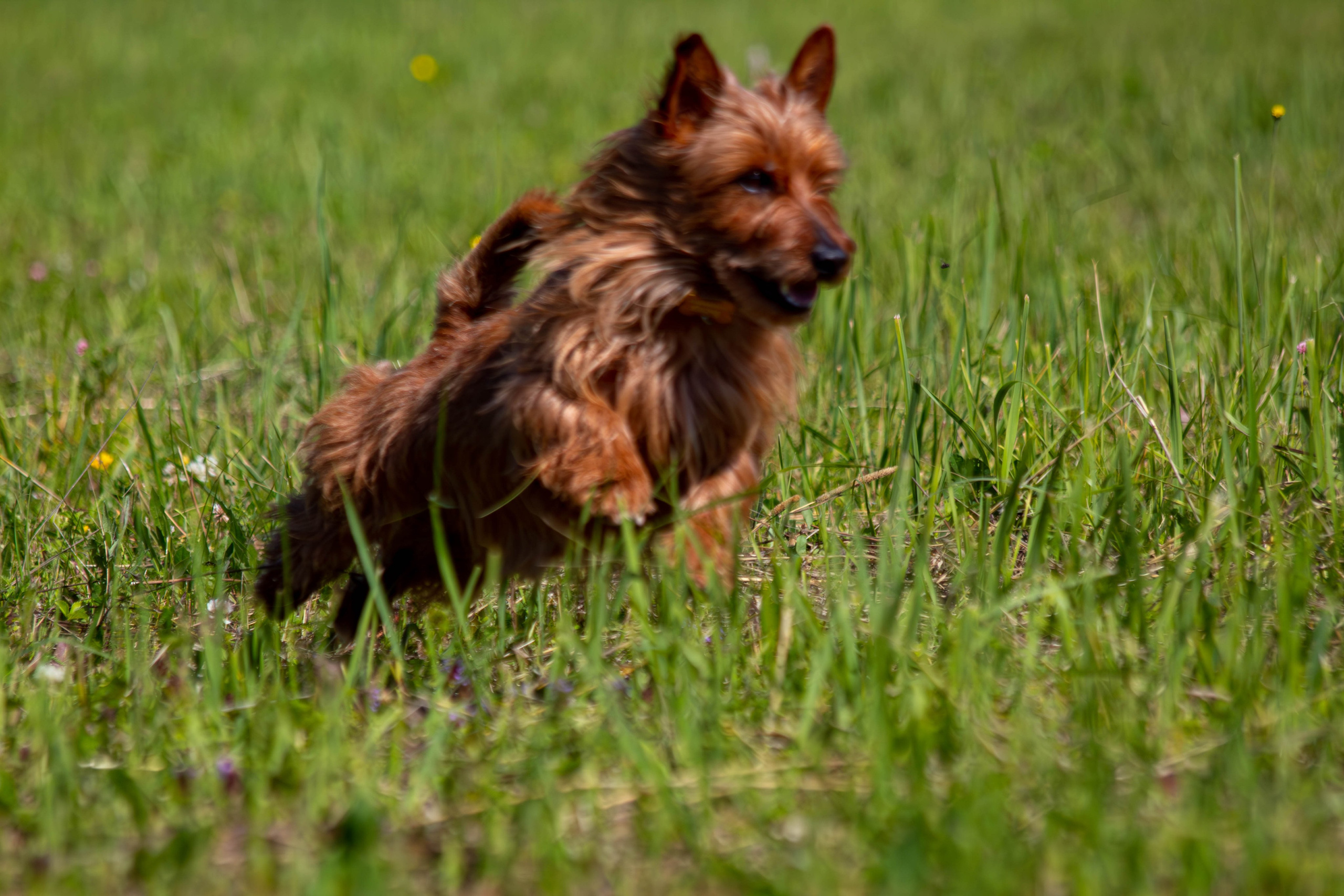 Курсинг. Фотограф анималист — Тула, Москва
