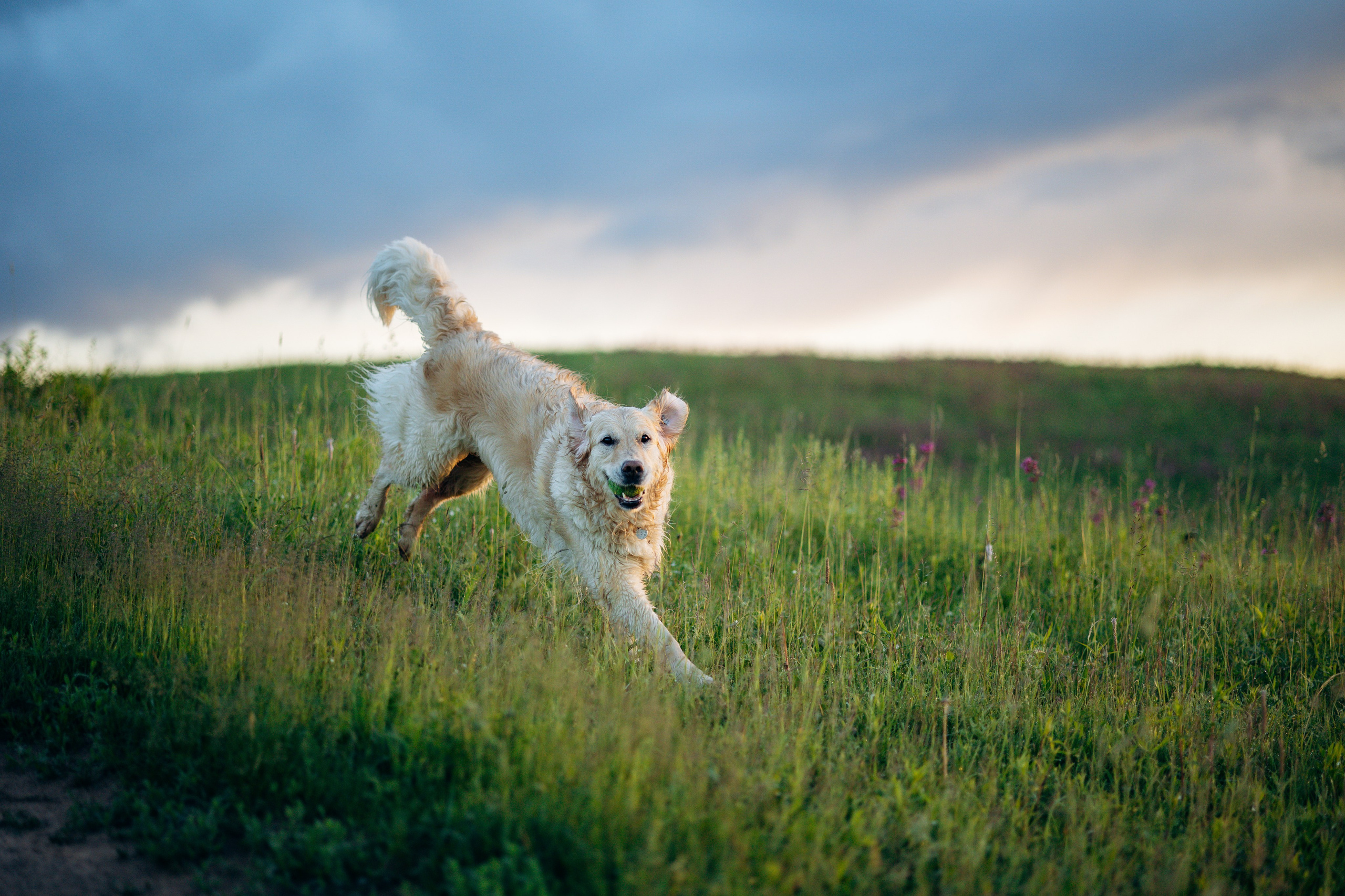 Юля и Руби. Фотограф — Анималист | Санкт-Петербург