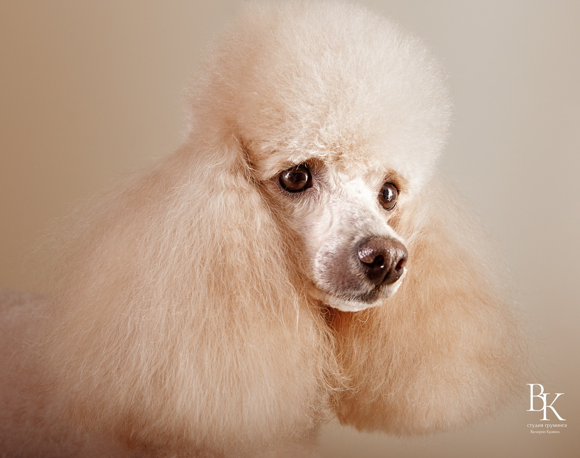 Портфолио. Студия груминга Валерии Кравец