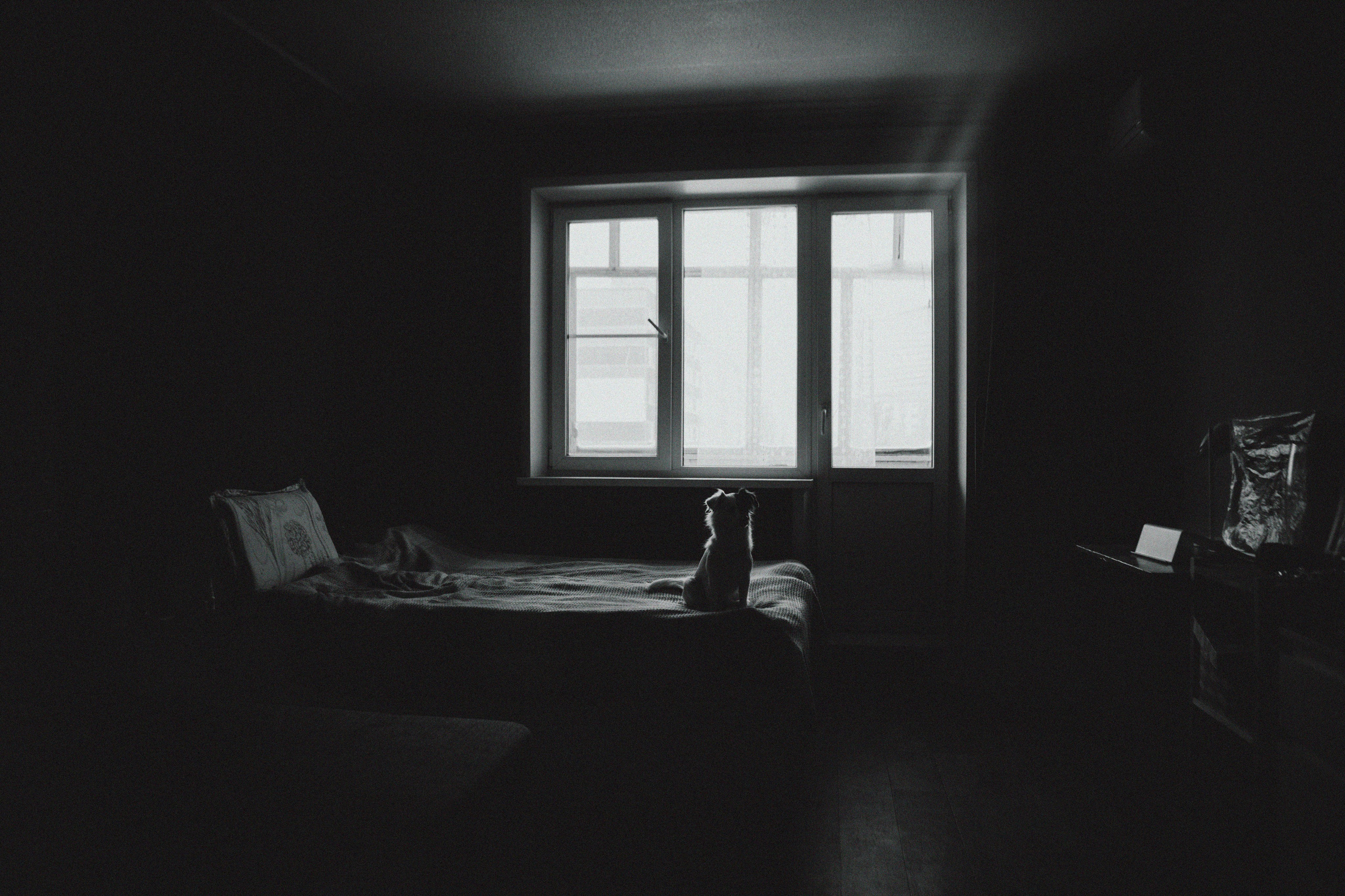 Break fast with a dog. Свадебный и семейный фотограф Арестенко Анастасия