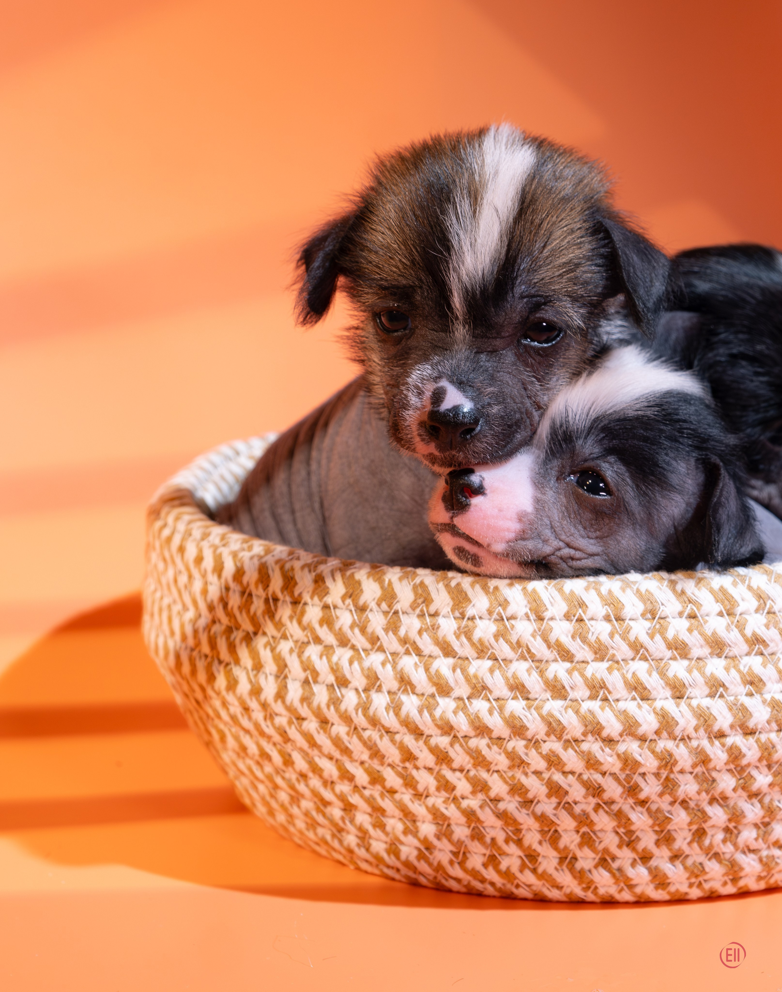 Девочкам помёта «D» месяц. Питомник китайских хохлатых собак Poale Ell: купить щенка