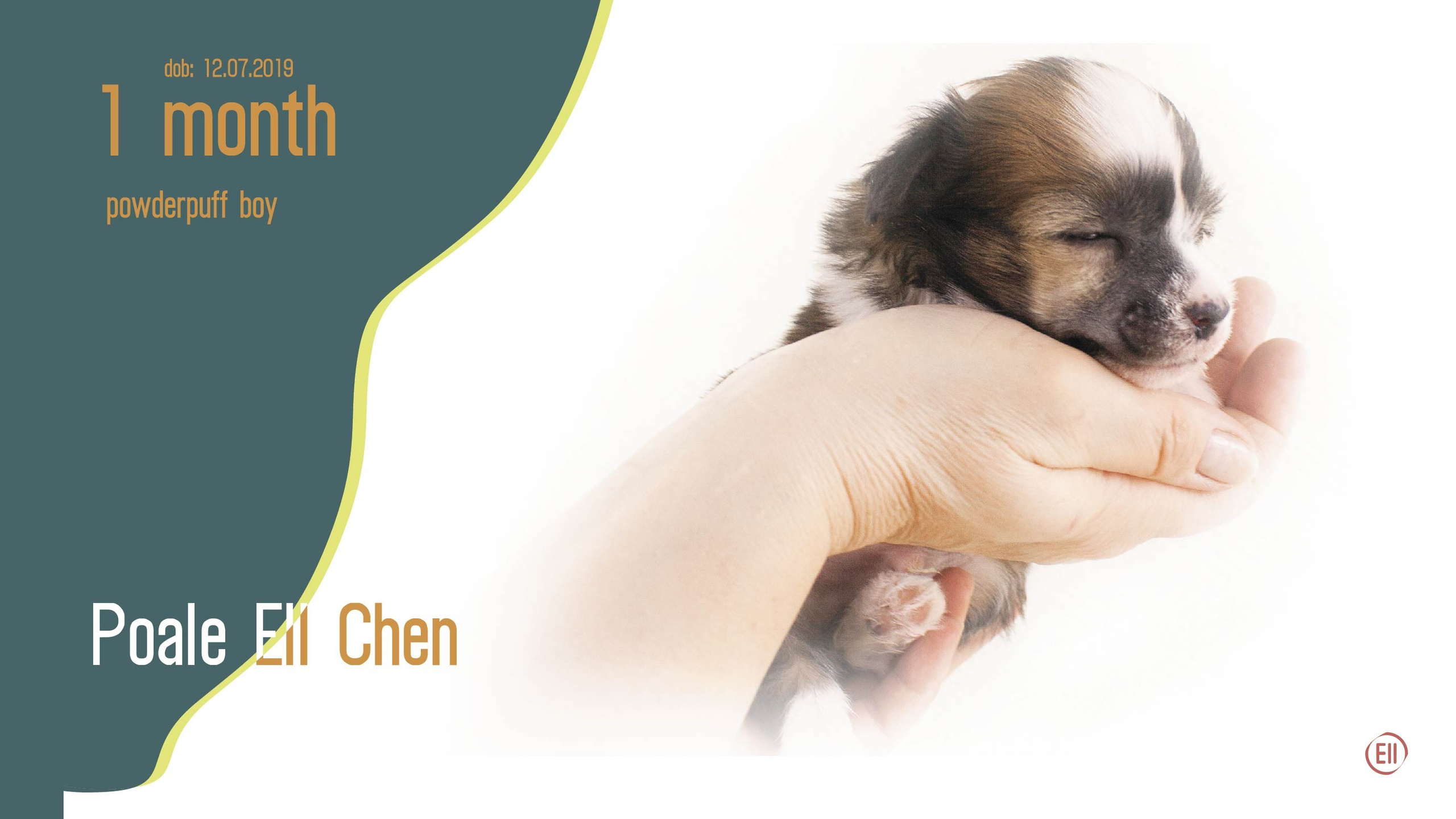 Litter C. Chinese Crested Dog Kennel Poale Ell